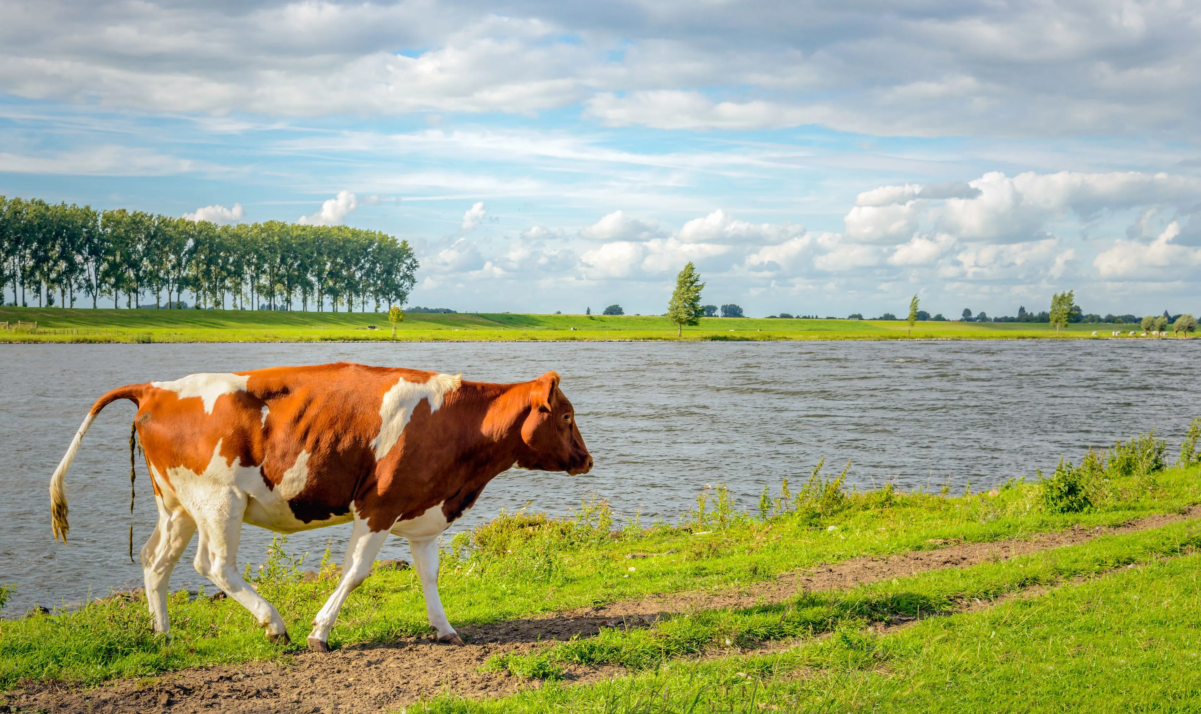 Er zit ongezond veel mest in het Nederlandse water, ziet RIVM