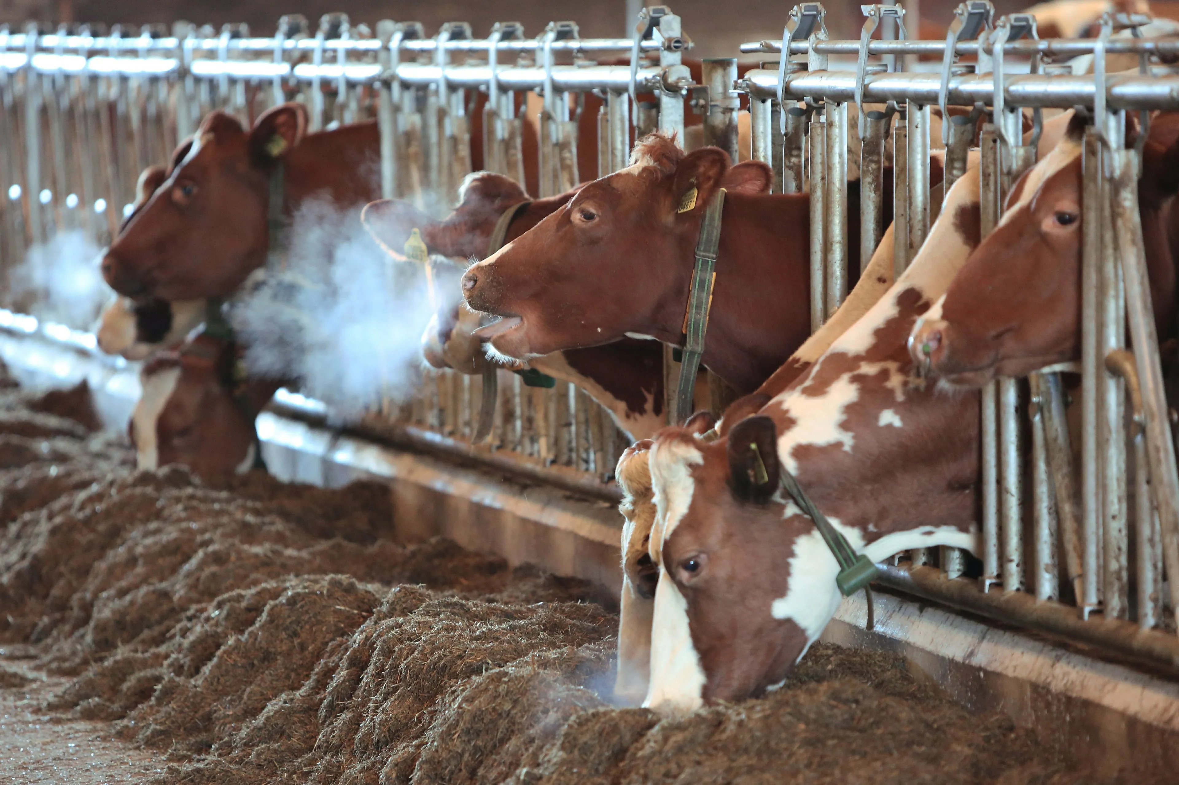 Primeur: Denemarken komt als eerste land met belasting op uitstoot vee
