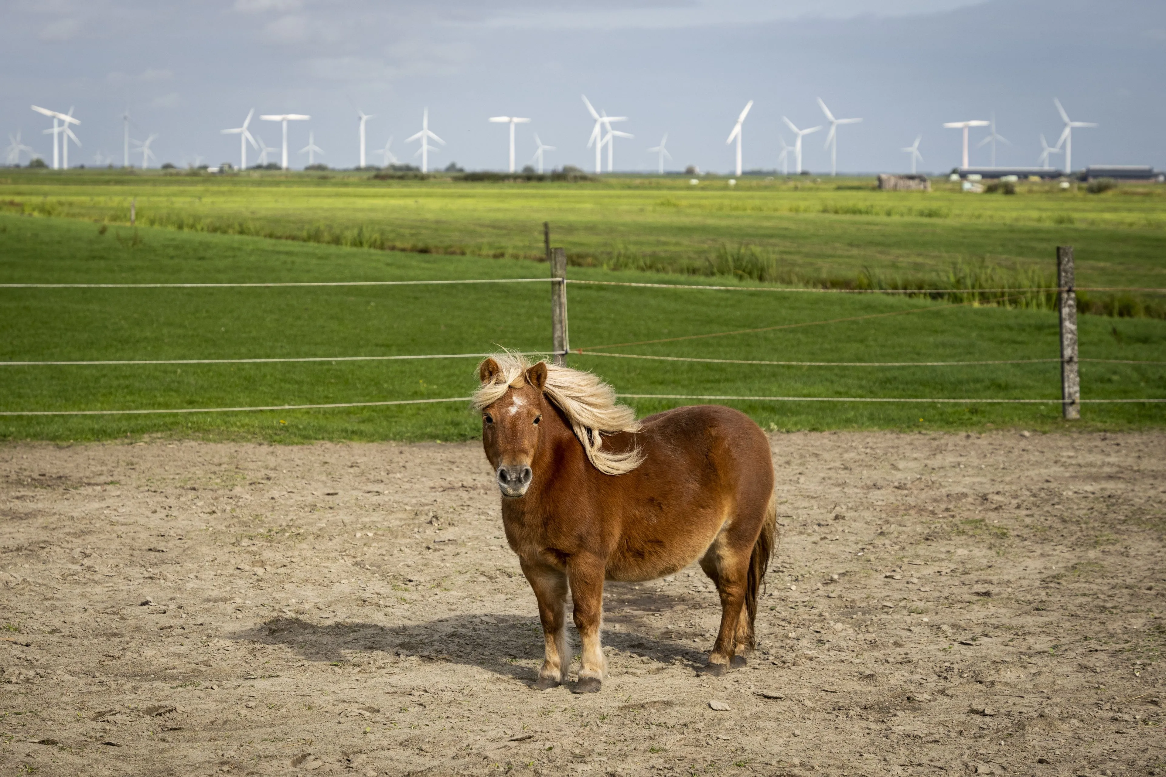 Man (37) aangehouden voor seksueel misbruik van drachtige pony in Amstelveen
