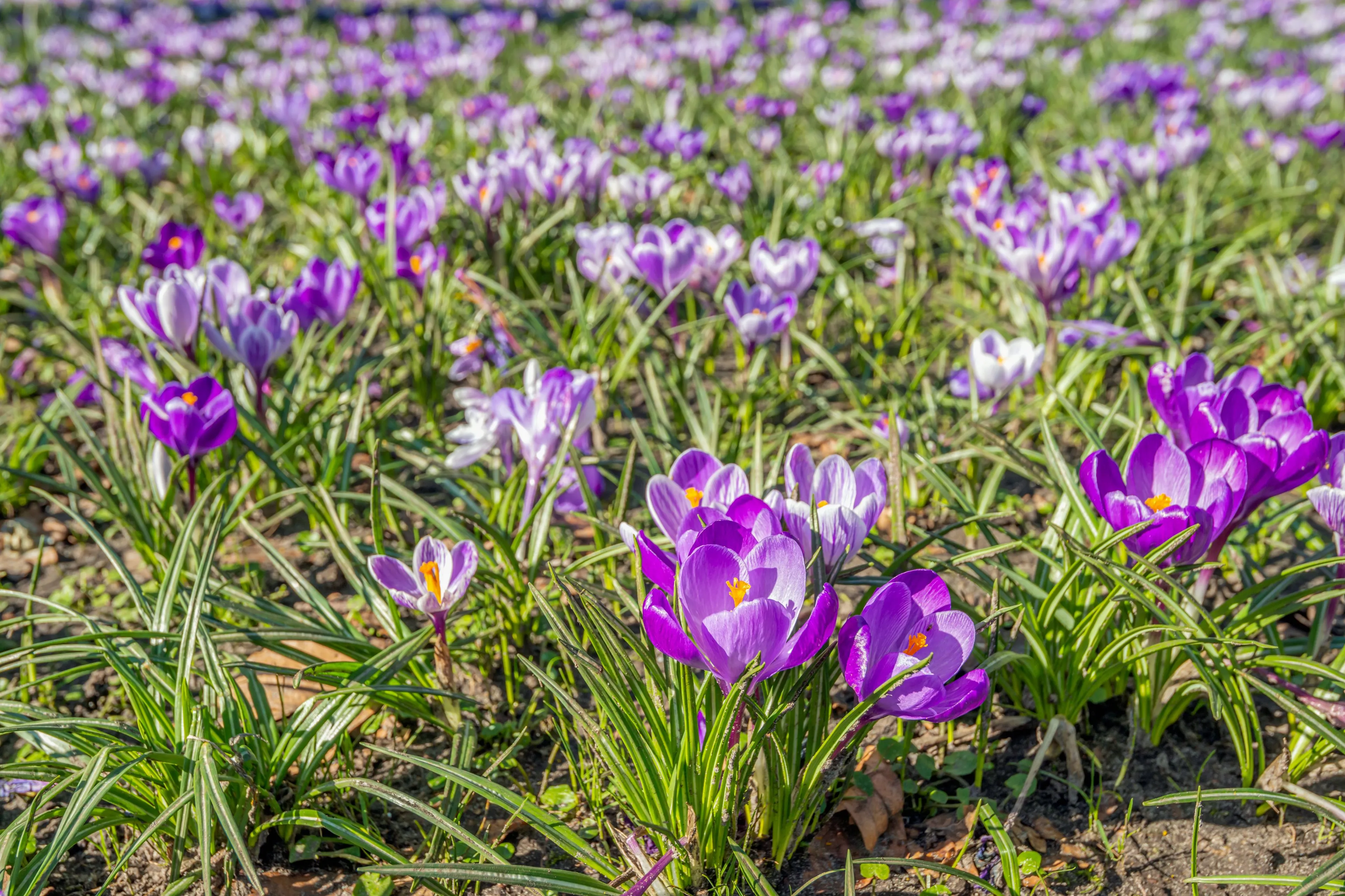Het wordt een zachte winter, denkt Weeronline