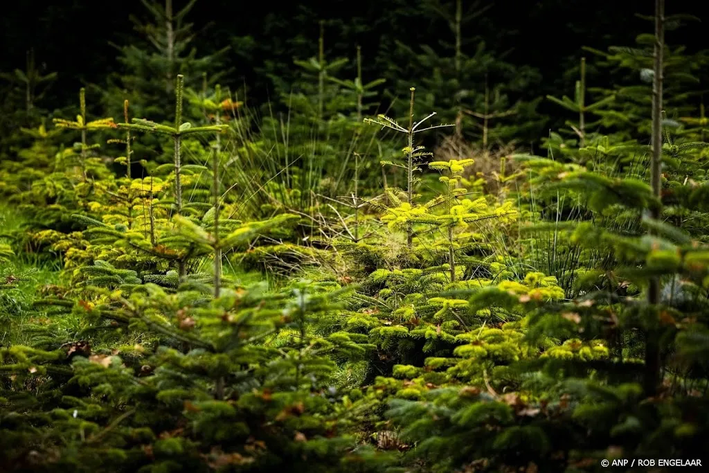 Kerstboomkwekers verwachten meer vraag, vooral naar grote bomen