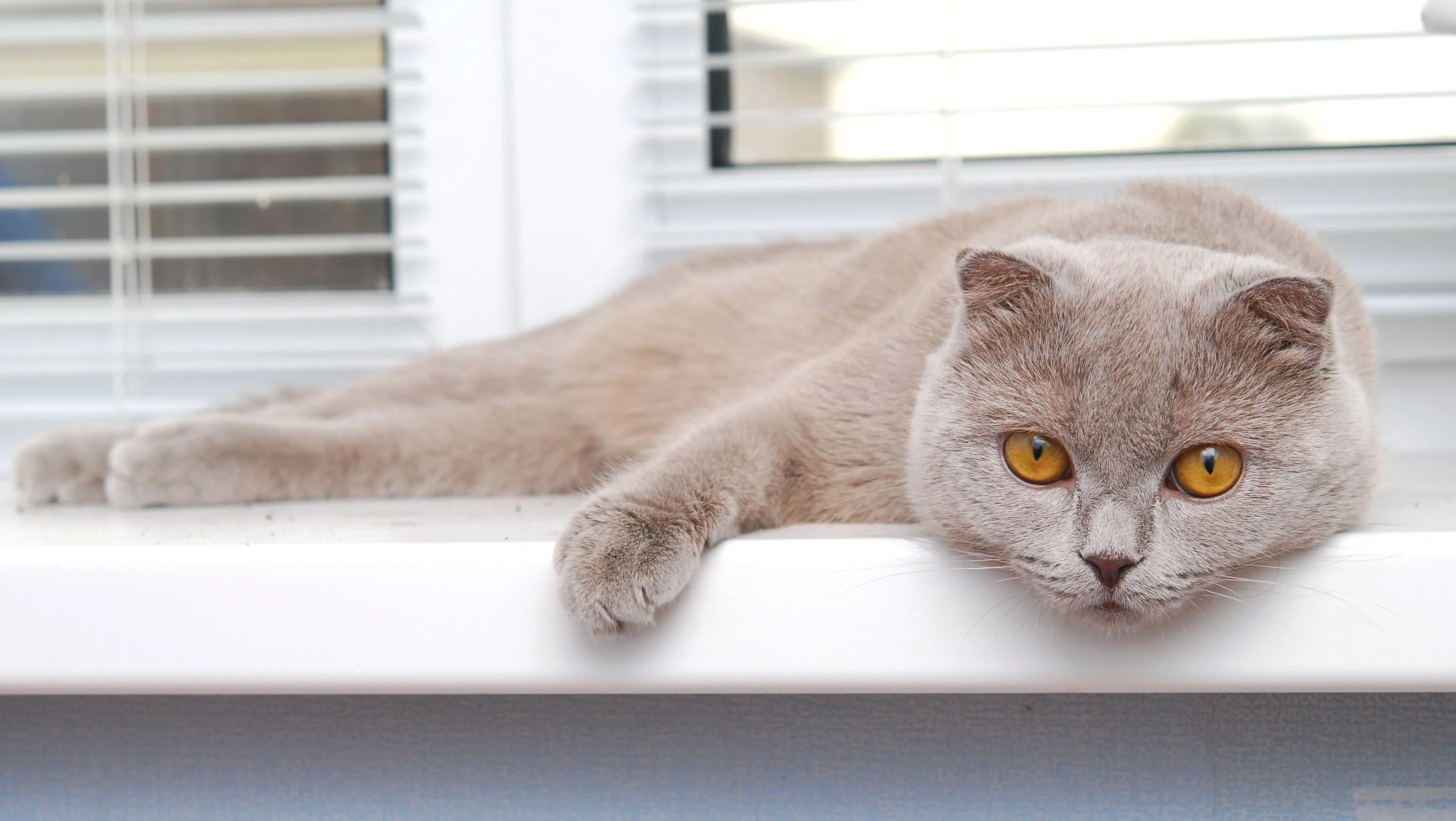 Kan een kat die nooit buitenkomt gelukkig zijn?
