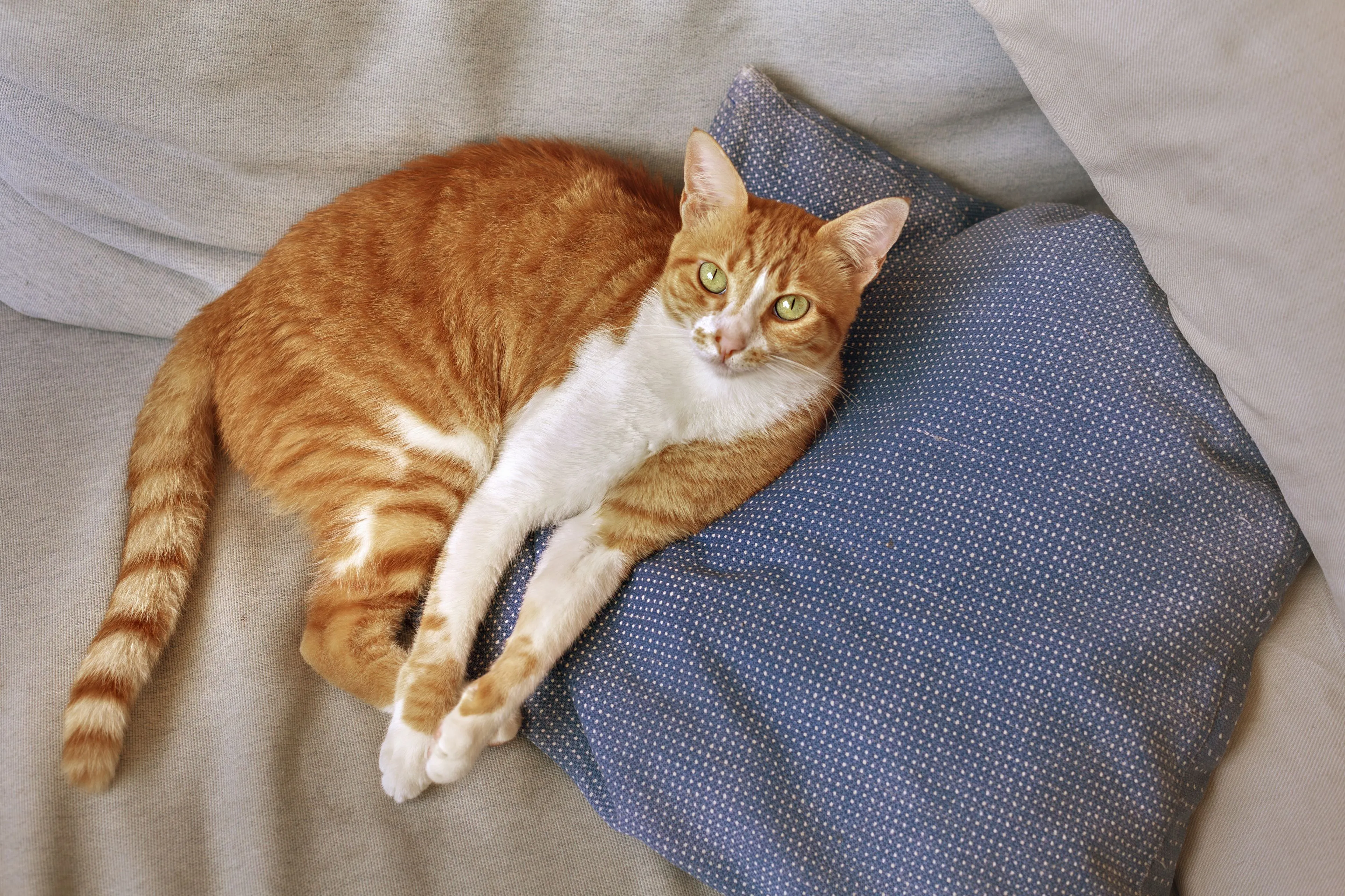 Eindelijk weten we waarom sommige katten oranje zijn