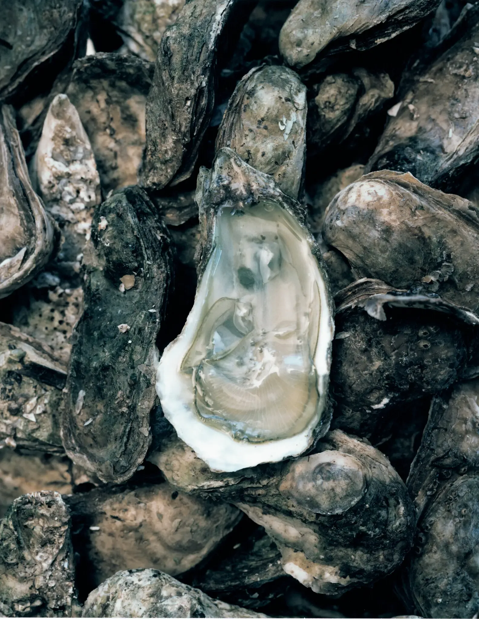 Zijn schelpdieren gezond?