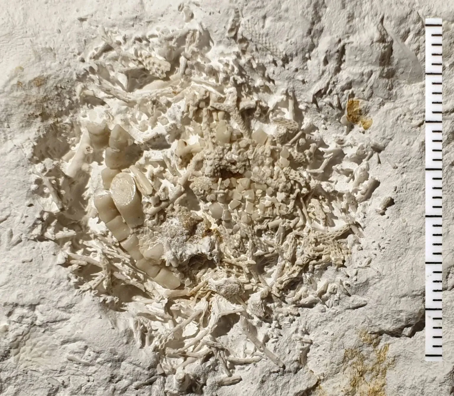 dk 1295 fossilt braek med soeliljer sten lennart jakobsen 1536x1338jpgjpg