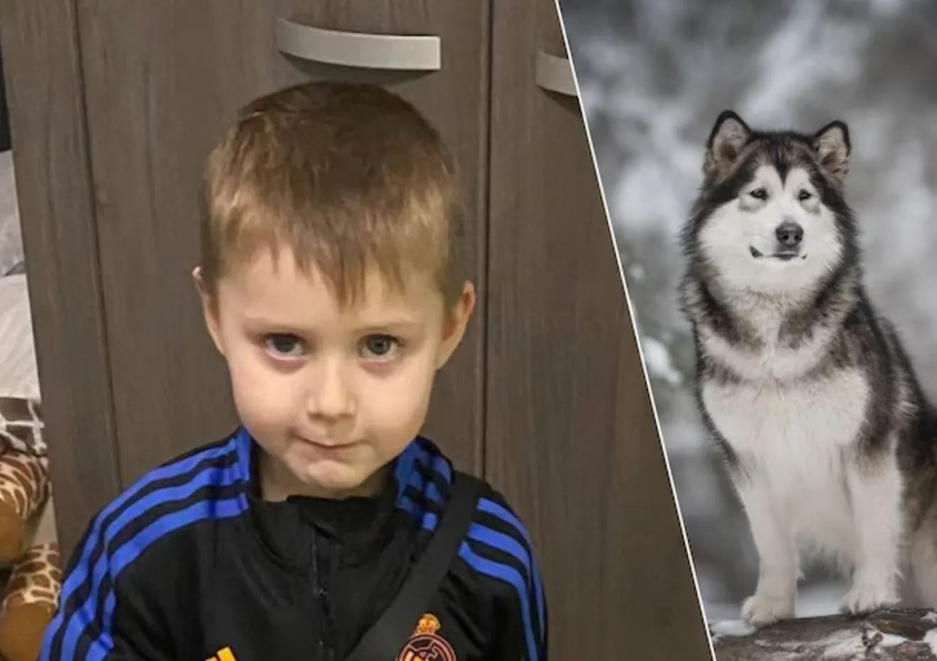 Broer was getuige toen 5 honden zijn broertje verscheurden