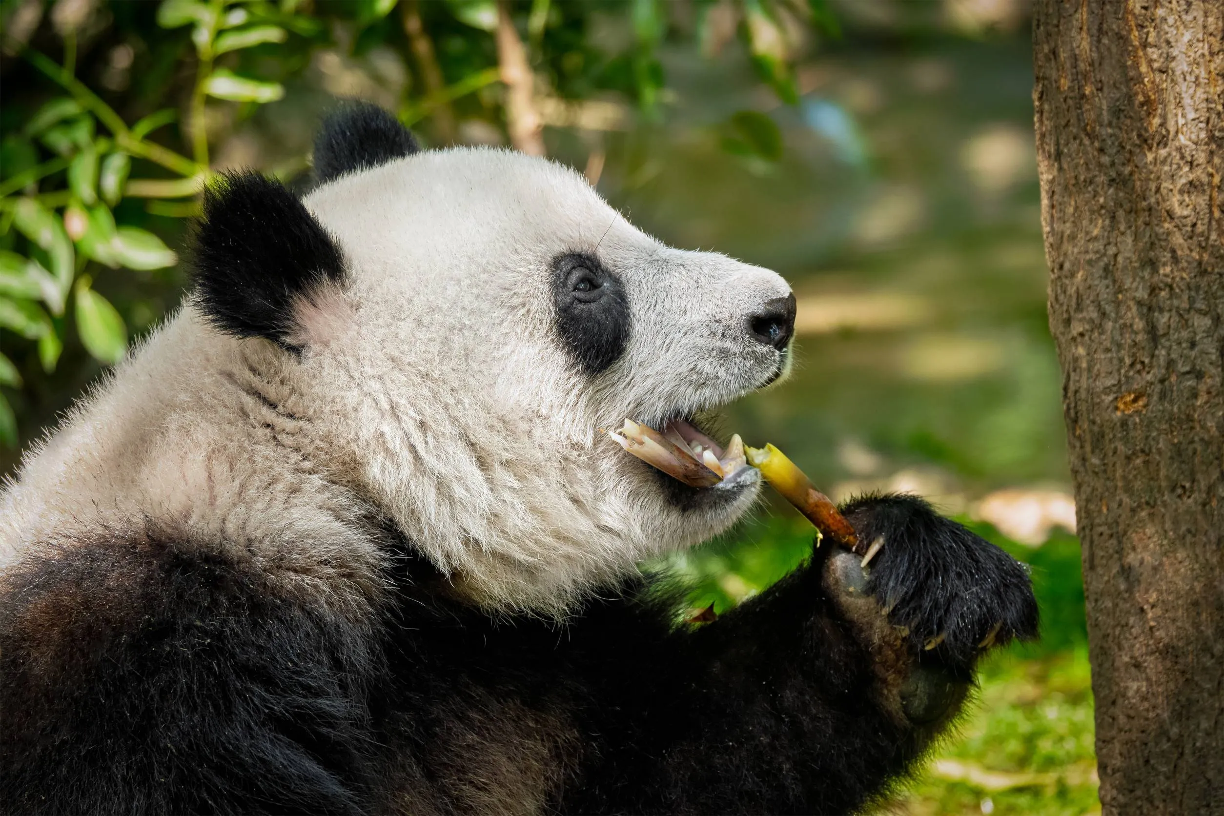 Dit is waarom panda's, die eigenlijk de bouw van een carnivoor hebben, geen vlees meer lusten