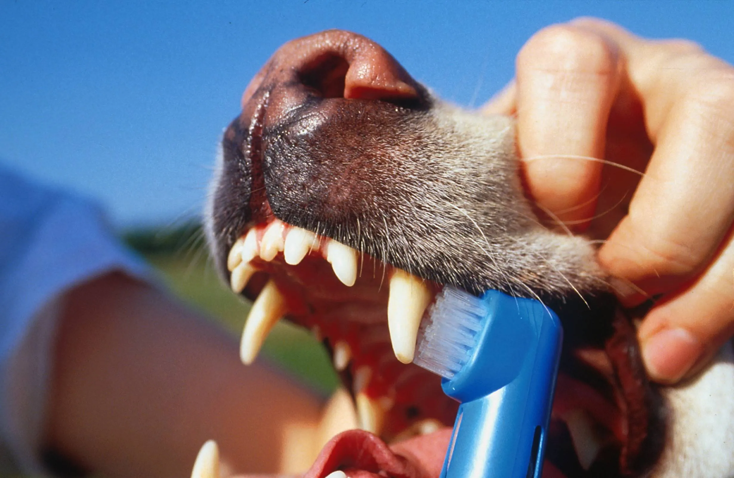Is het echt nodig om de tanden van je hond te poetsen?