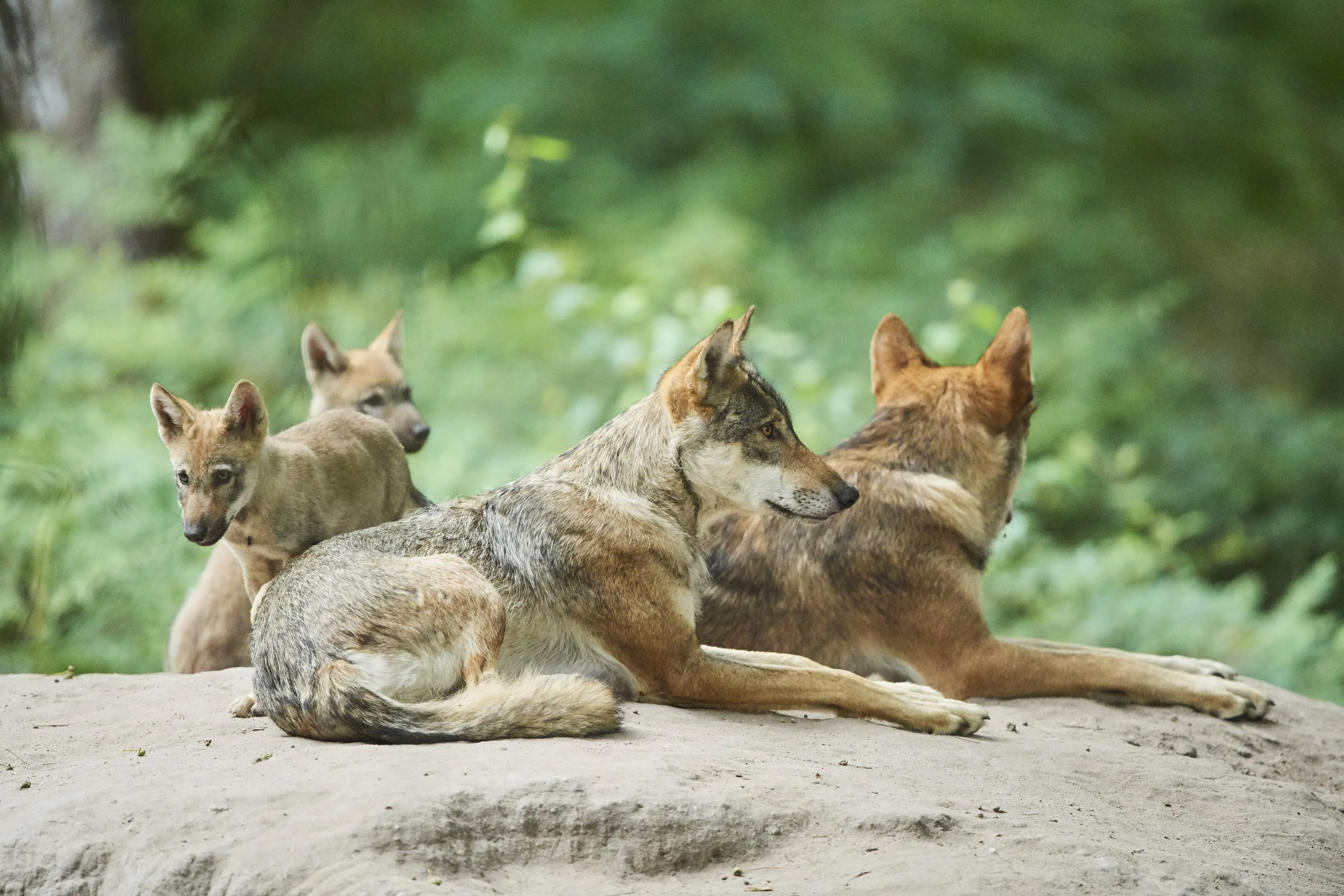 Wolven zijn gigantisch probleem, vindt deze dierenarts: "Het is een drama"