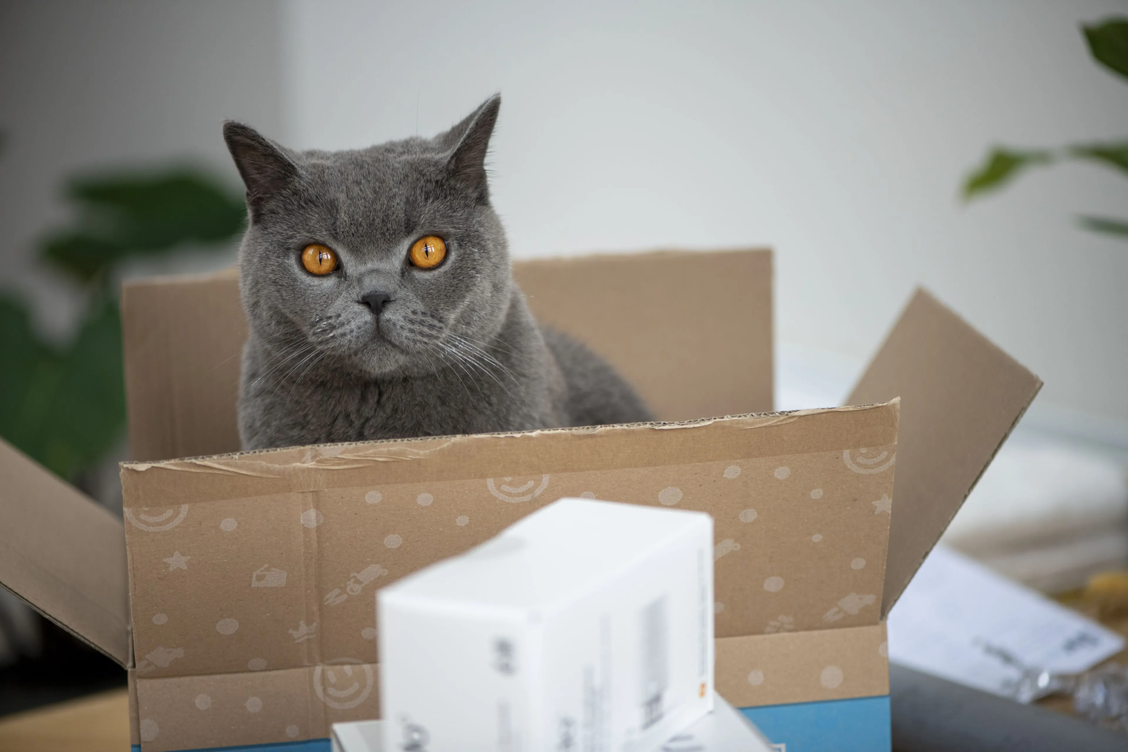 Dit is waarom katten zo dol zijn op kartonnen dozen
