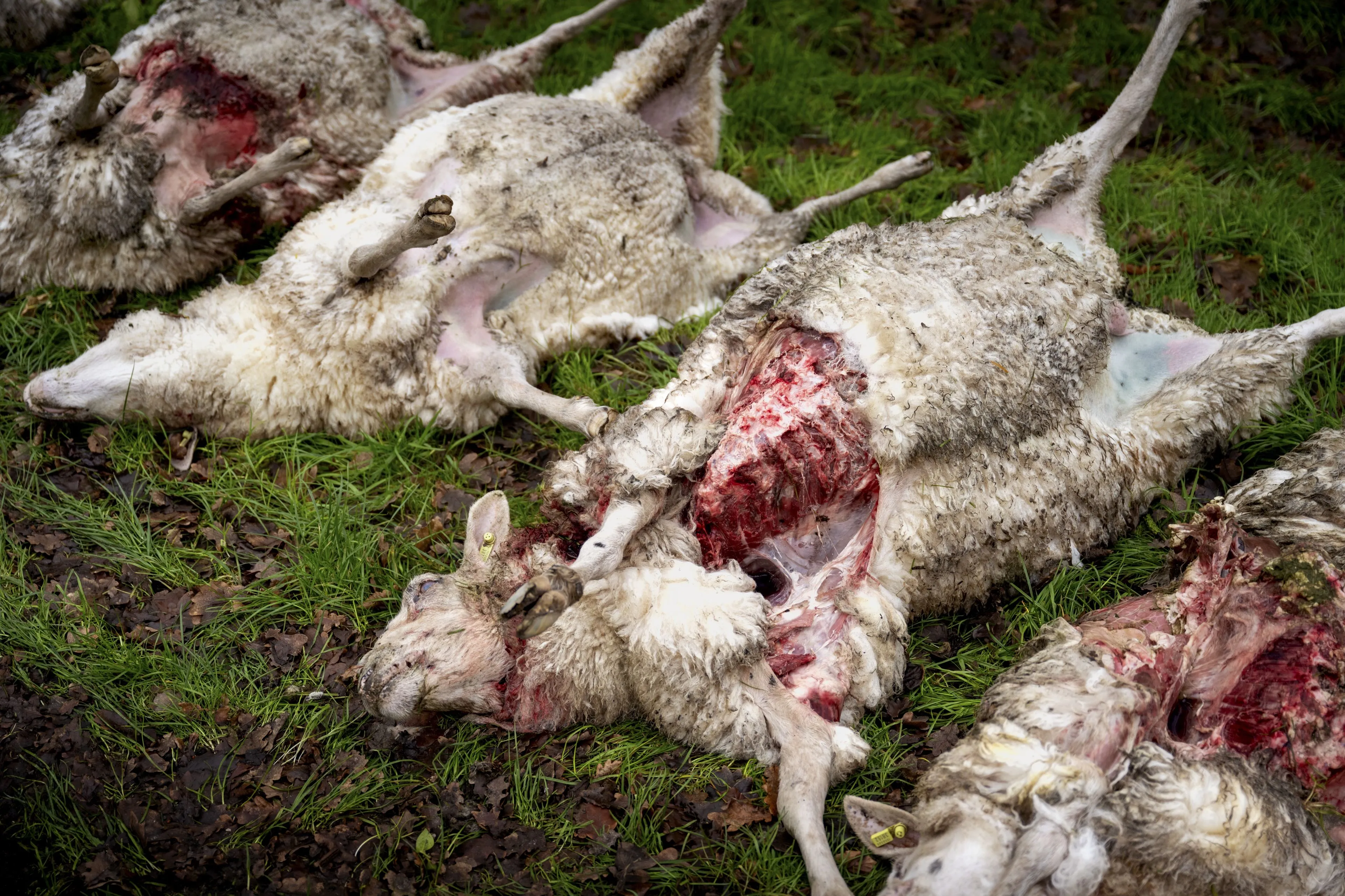 Tientallen dode schapen in Oosterwolde, mogelijk wolfaanval