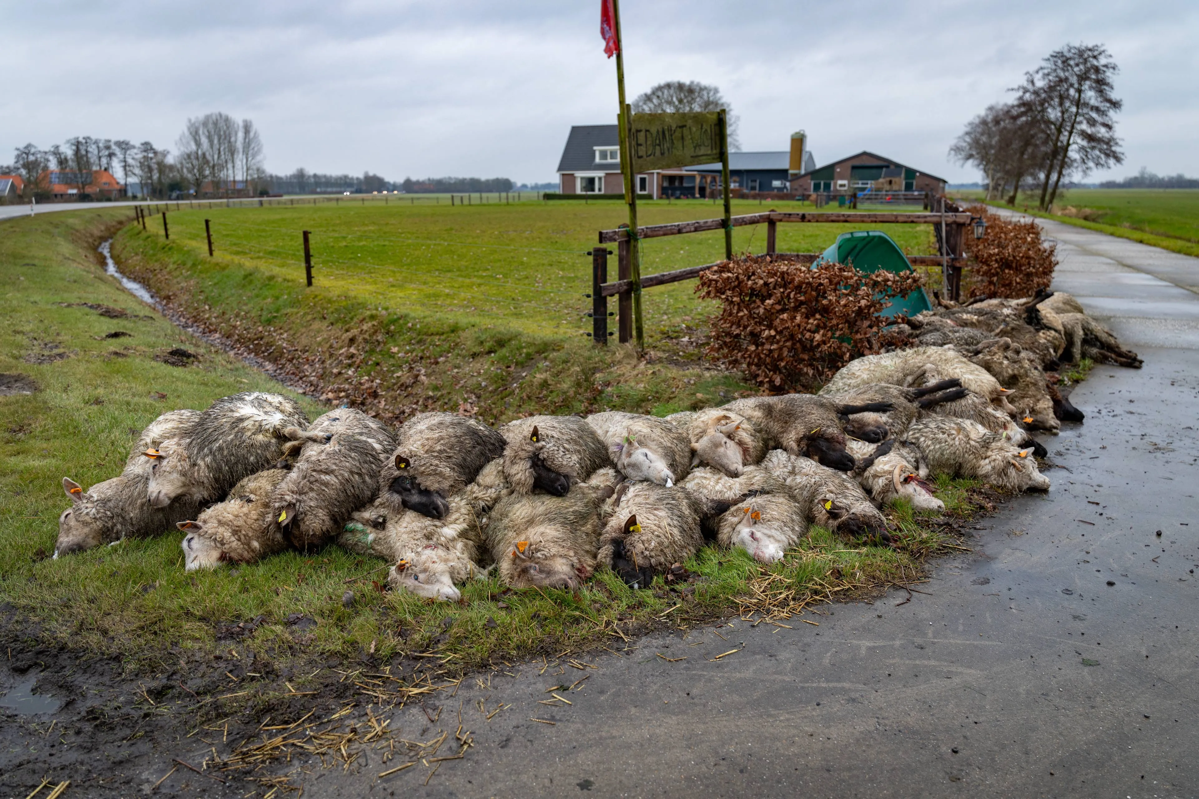 Beren, wolven, lynxen, in heel Europa exploderen hun aantallen, maar kunnen we wel leven met grote roofdieren in onze achtertuin?