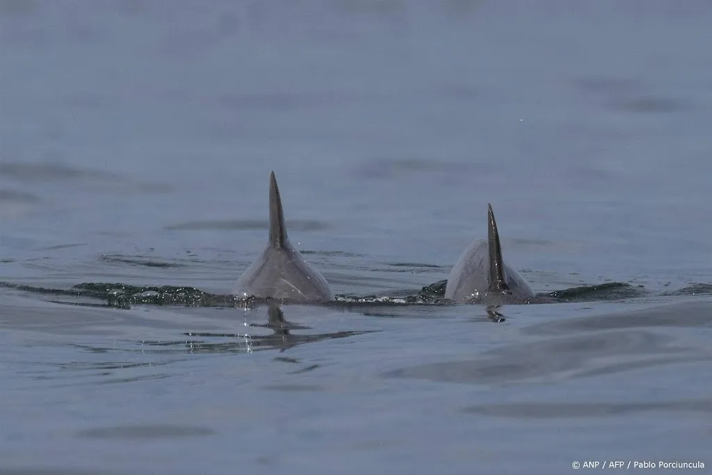 Groep dolfijnen gezien voor de kust van Wassenaar
