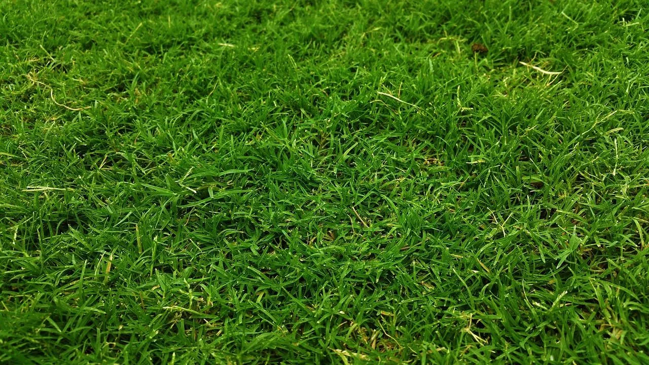 Waarom gras in de tuin een slimme keuze is