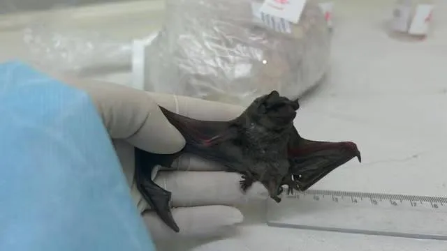 insect eating bat in which novel coronavirus was found in south america closely related to mers virujpg