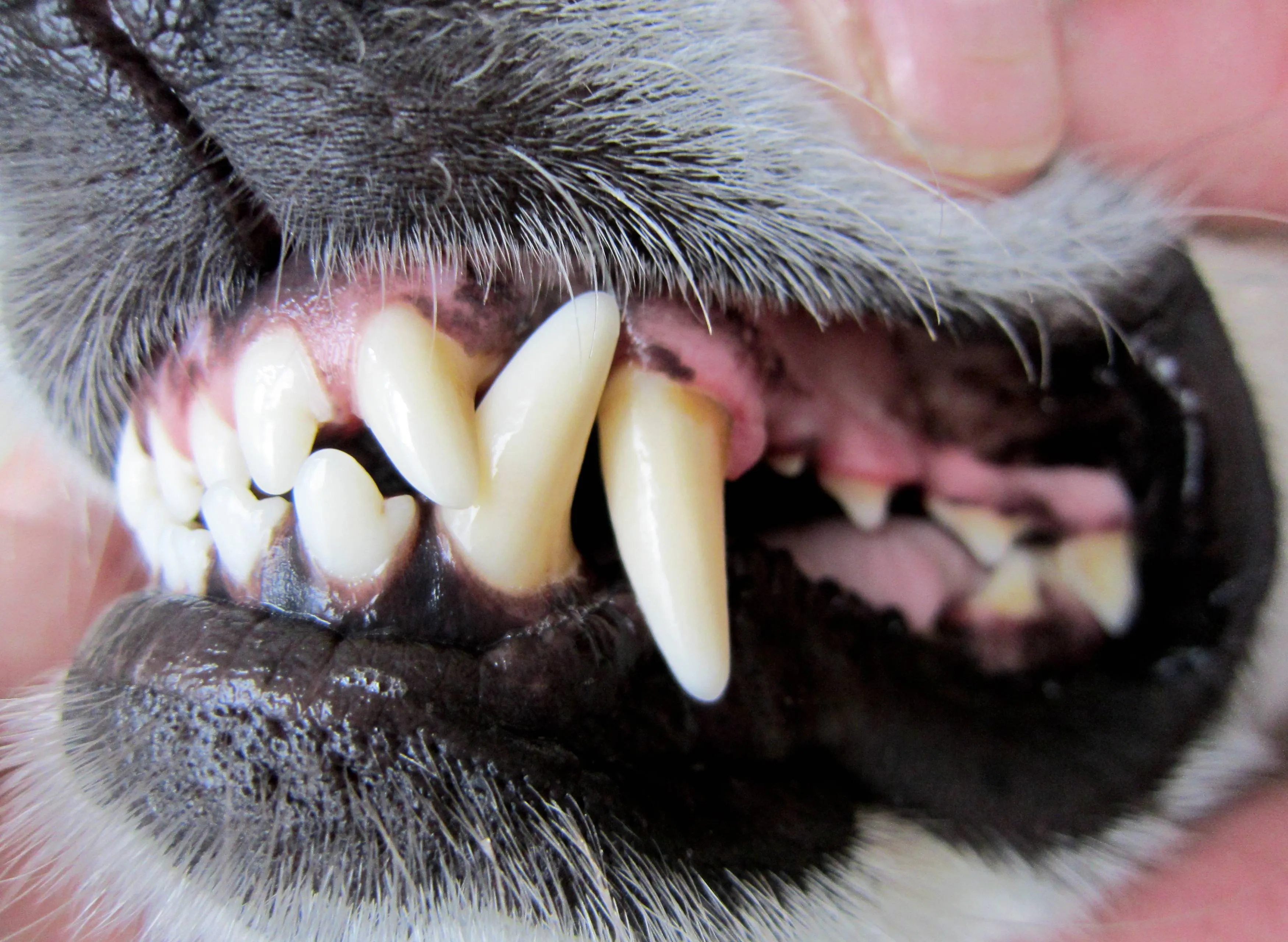 Man steekt zijn hond dood toen deze hem beet en niet meer losliet