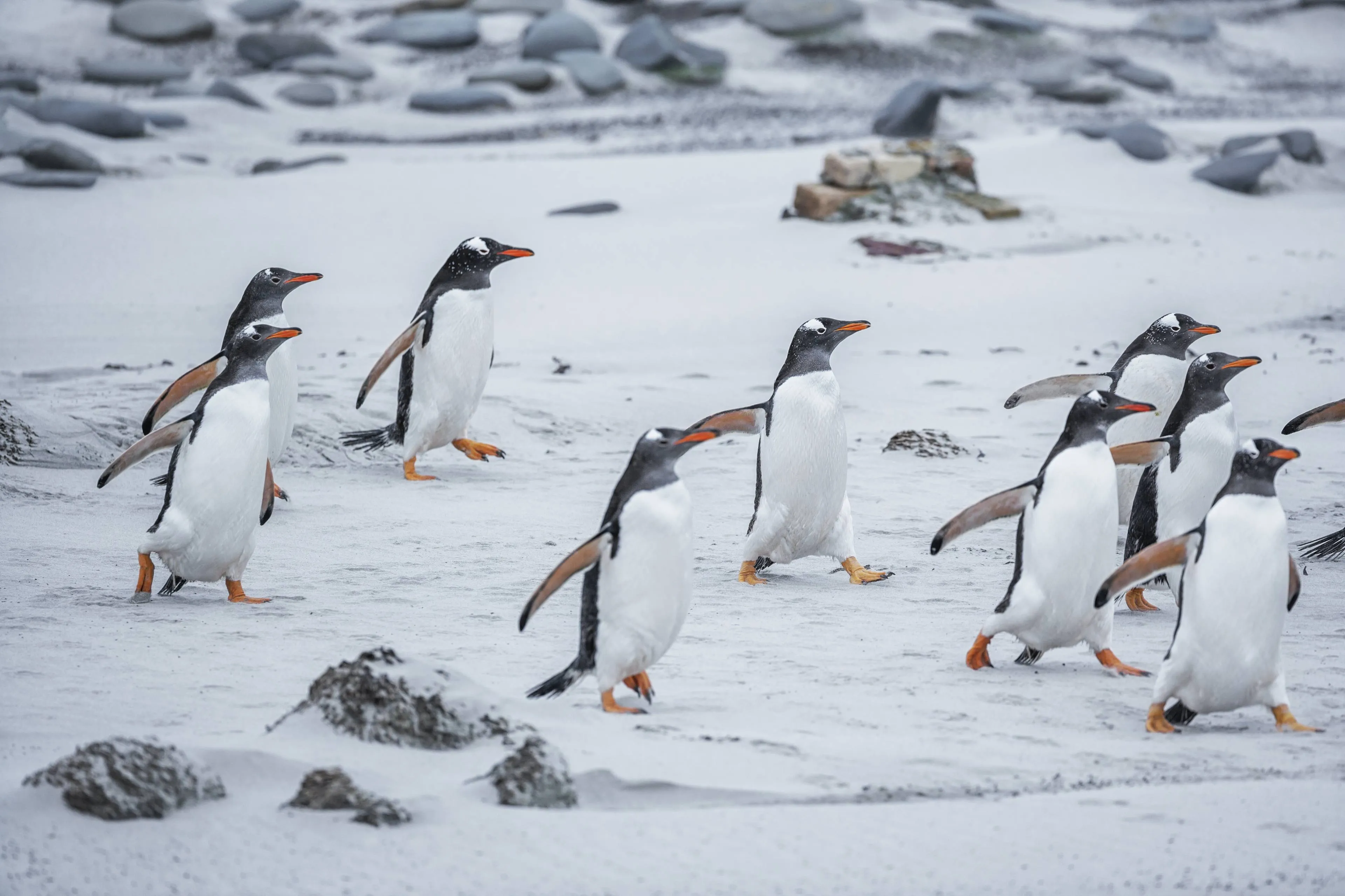 De gekte van Trumps handelsoorlog: zelfs onbewoonde eilanden bij Antarctica krijgen importtarieven opgelegd