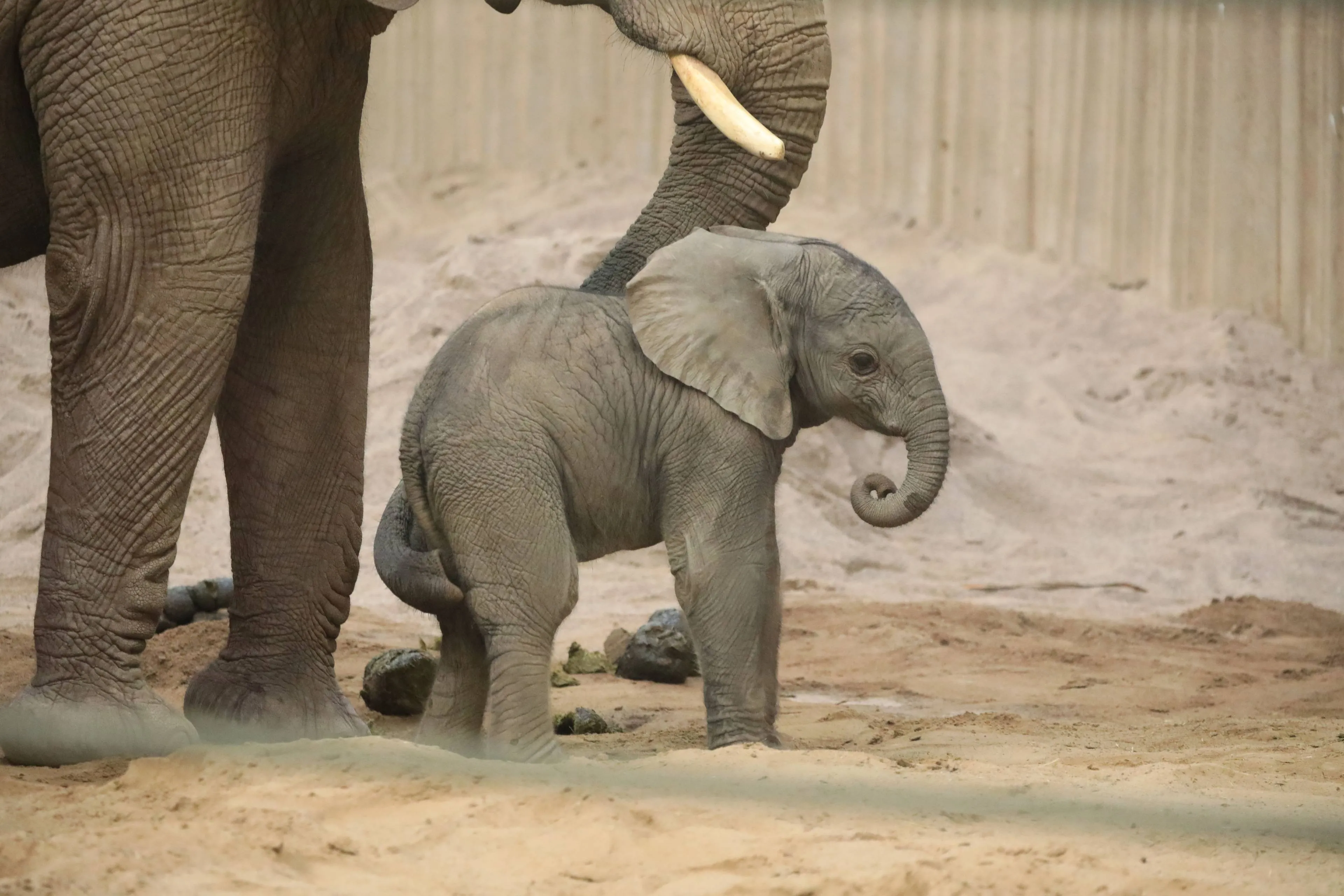 Dit is het schattigste wat je gaat zien vandaag: baby-olifantje Jet maakt zijn opwachting in Amerikaanse dierentuin