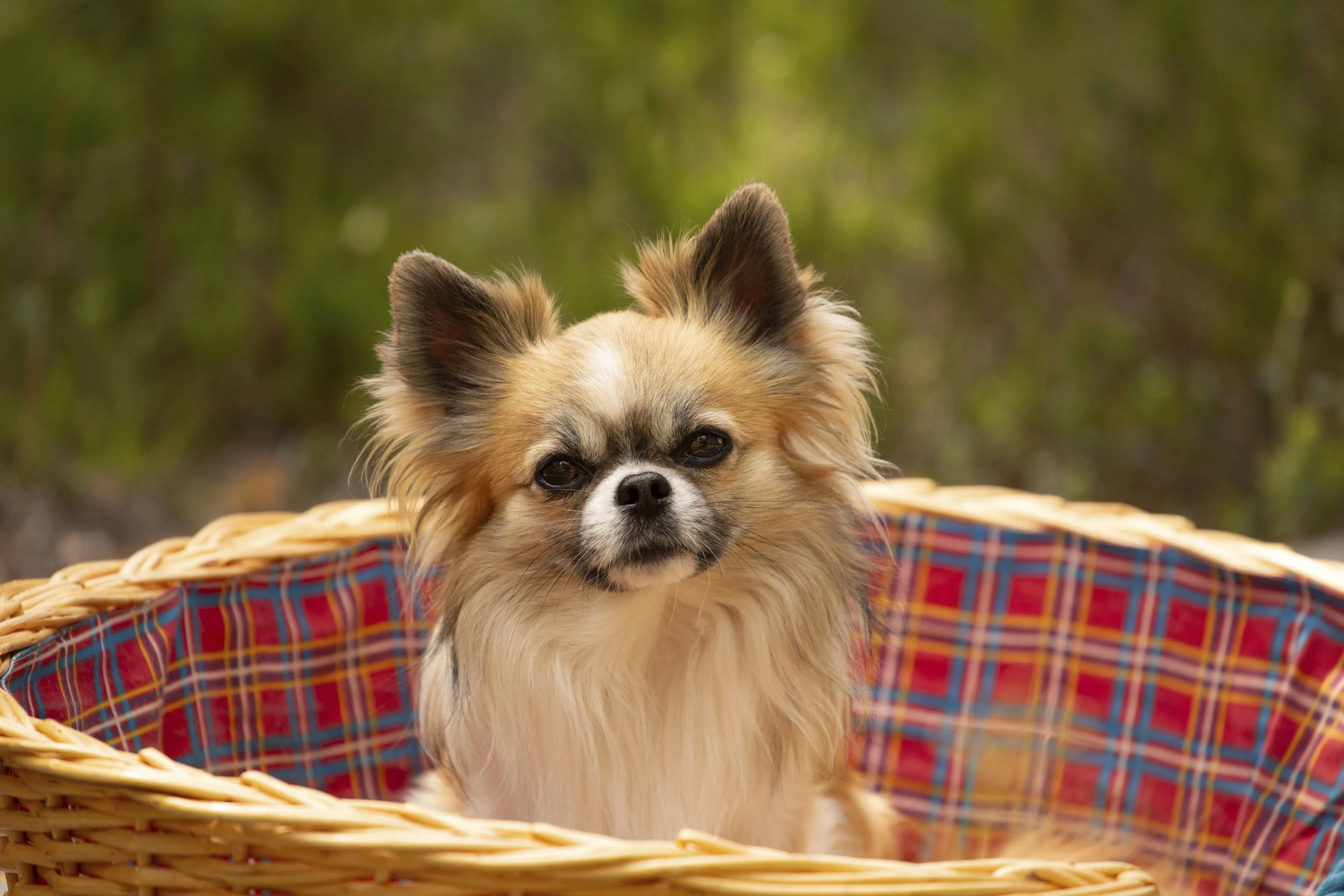 Dit is de favoriete kleur van je hond
