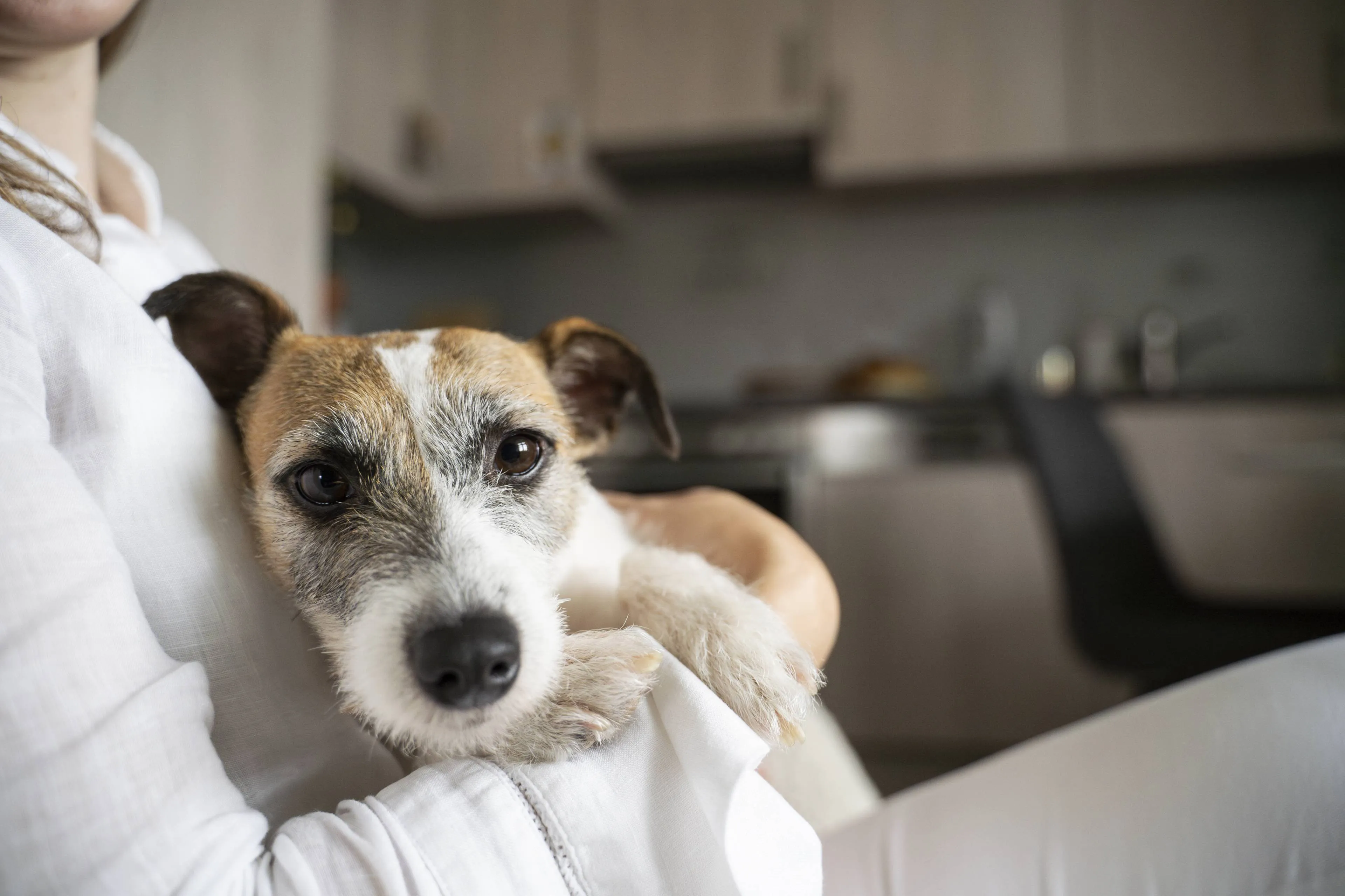 7 dingen die je bij je hond doet, waar hij waarschijnlijk een hekel aan heeft