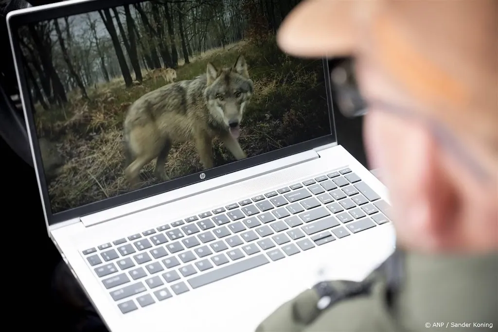 Wolf op De Hoge Veluwe vertoont afwijkend gedrag, zegt provincie