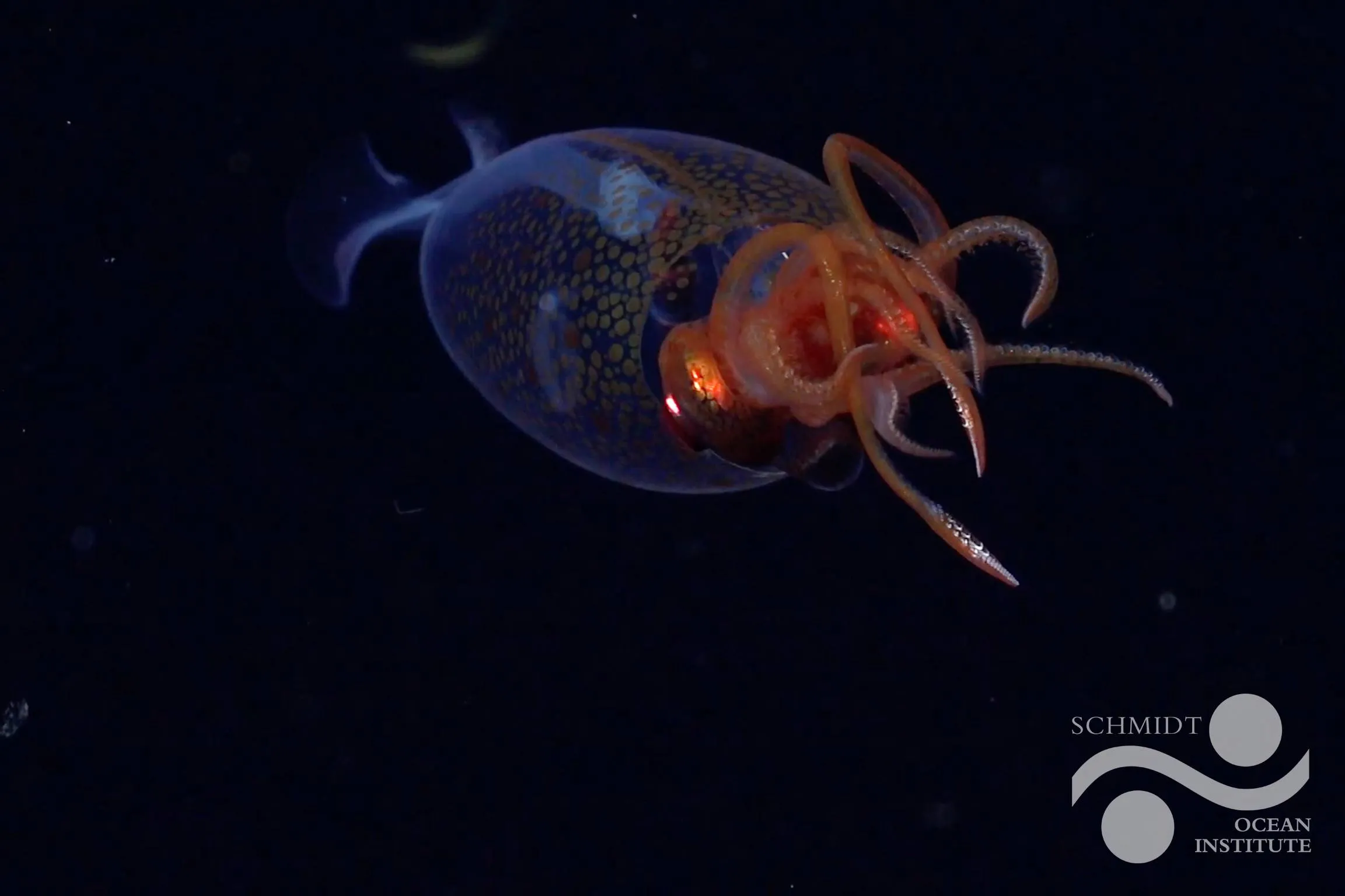 fkt250220 s0802 colossal squid scicam logo 115841