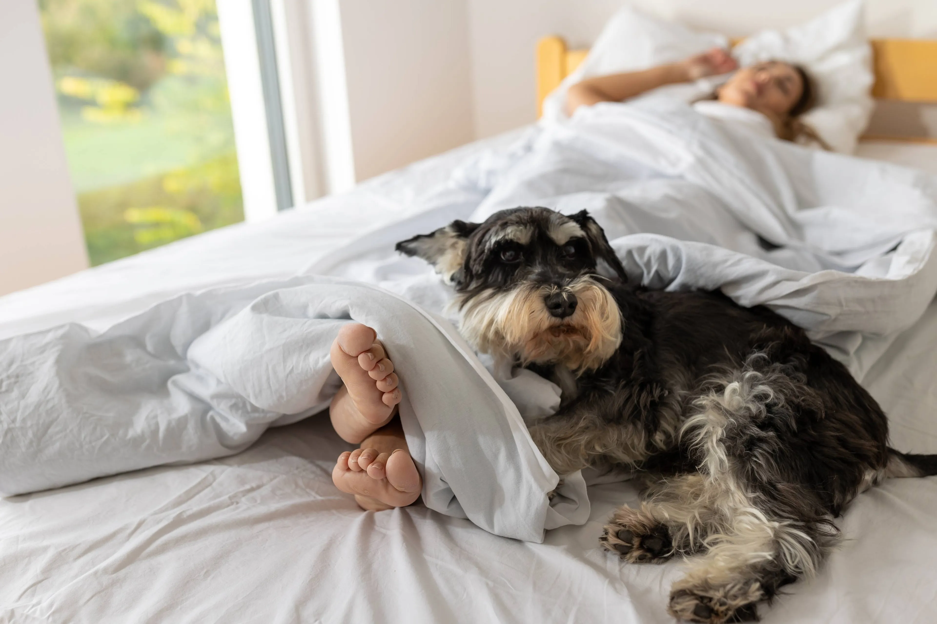 Wat zegt het over je als je je hond of kat bij je in bed laat slapen? Psychologen leggen uit