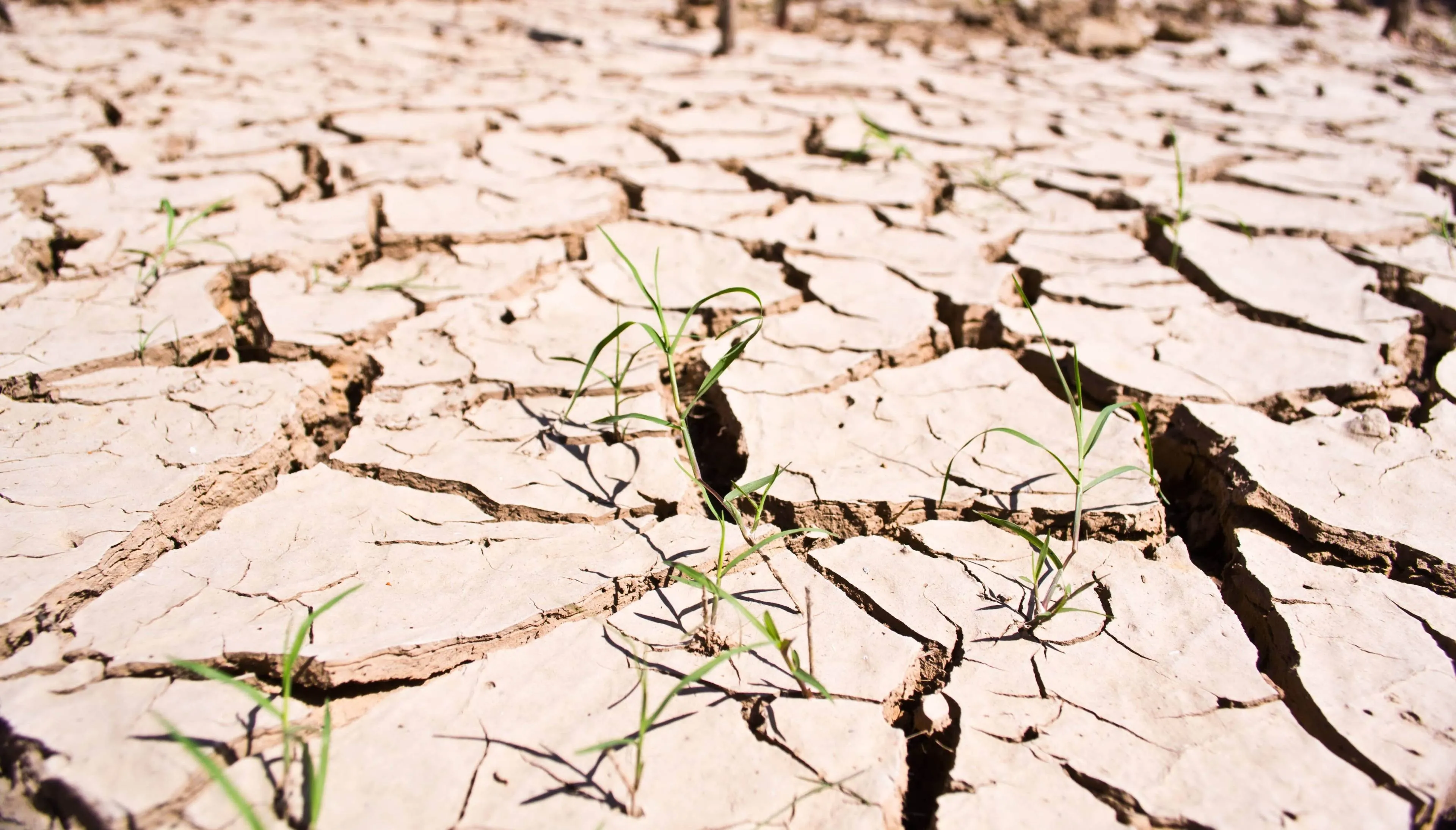 Water Besparen Tijdens Droogte: Wat Kun Jij Doen? (2 tips: geen vlees eten, douche een minuut korter)
