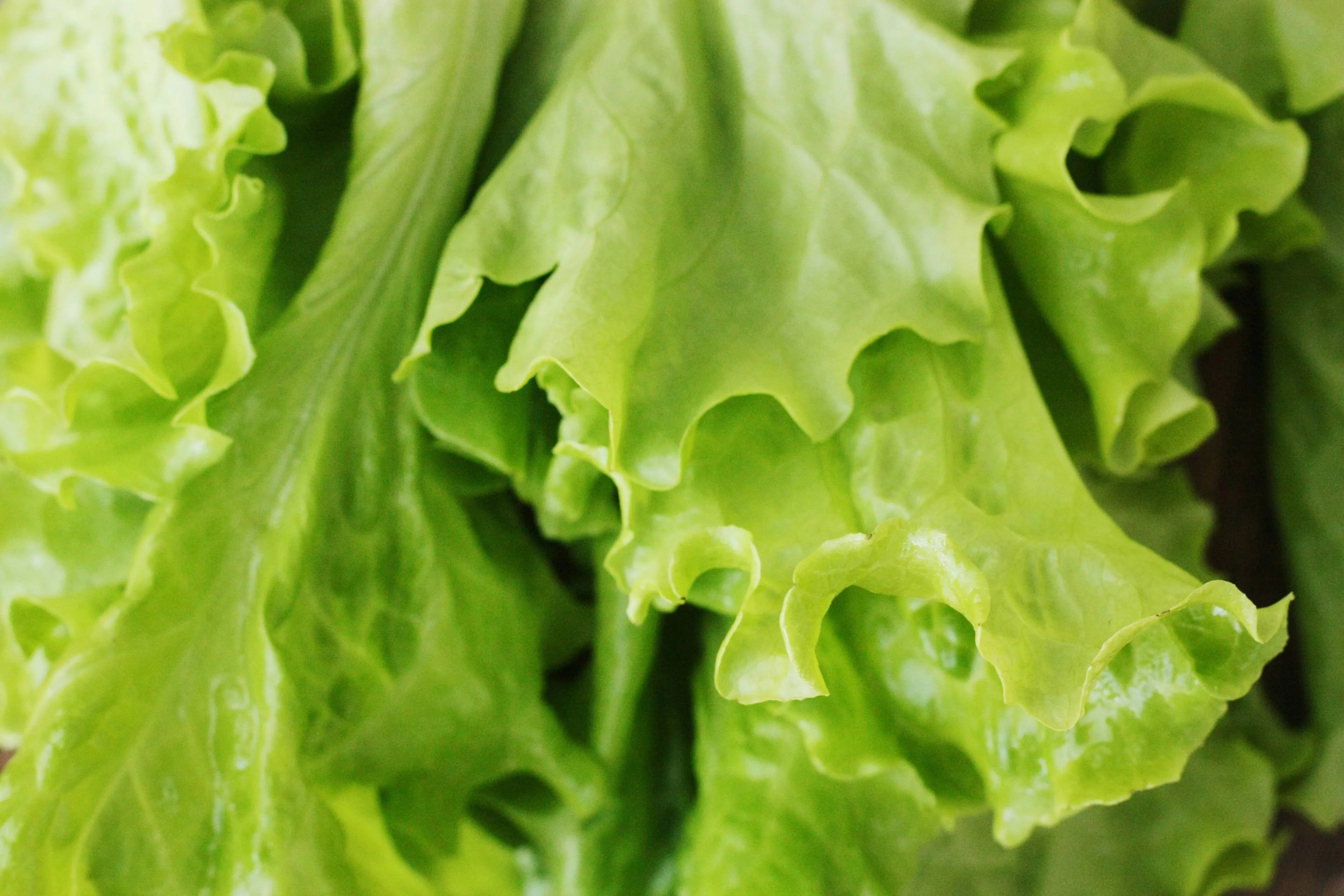 PFAS op de helft van aardbeien en sla
