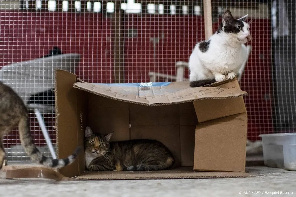 Inspectie ziet stijgend aantal meldingen van verwaarloosde dieren