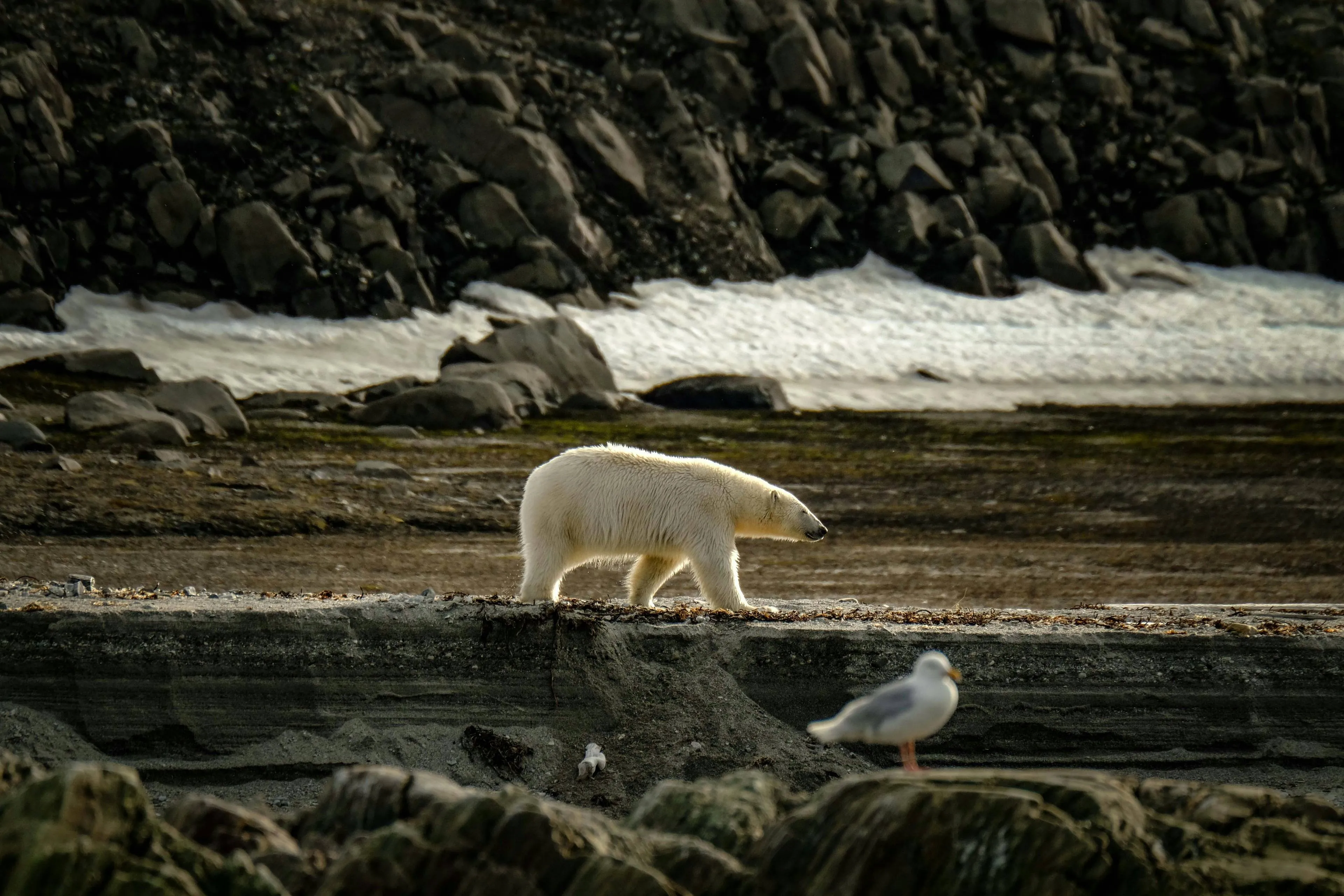Onderzoekers luiden de alarmbel: klimaatverandering bedreigt veel meer diersoorten dan we dachten