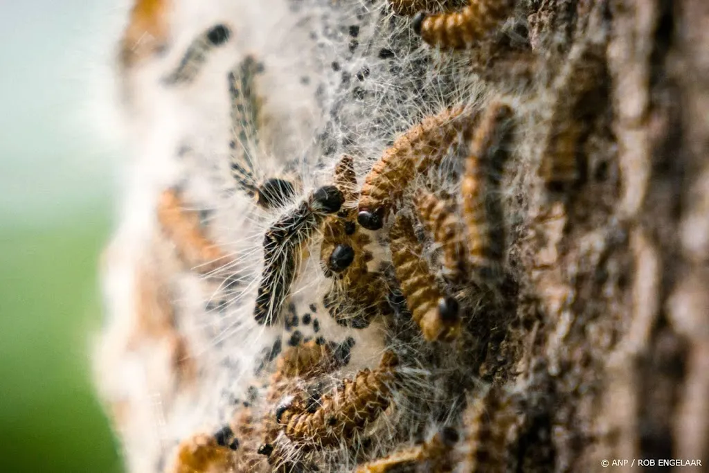 Mezen, bloemen en klimop helpen tegen jeukende eikenprocessierups