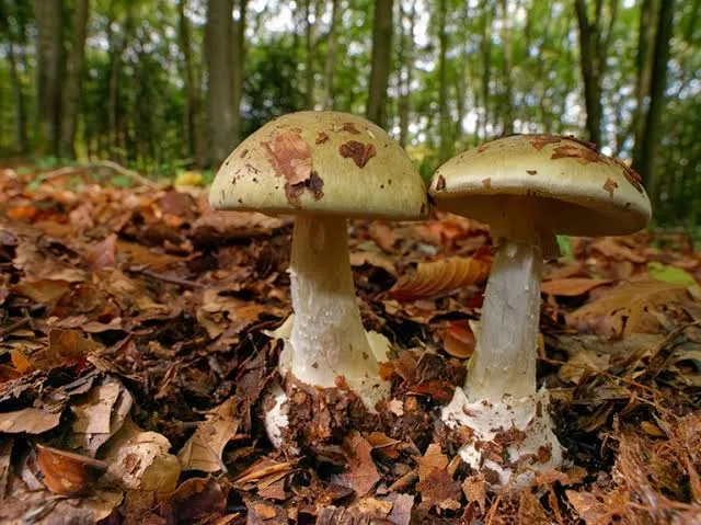 Australische veroordeeld voor het uitroeien van haar schoonfamilie met giftige paddenstoelen