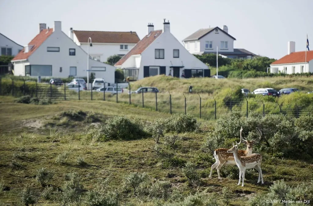 Damherten in duinen na jaren afschot op gewenste populatie