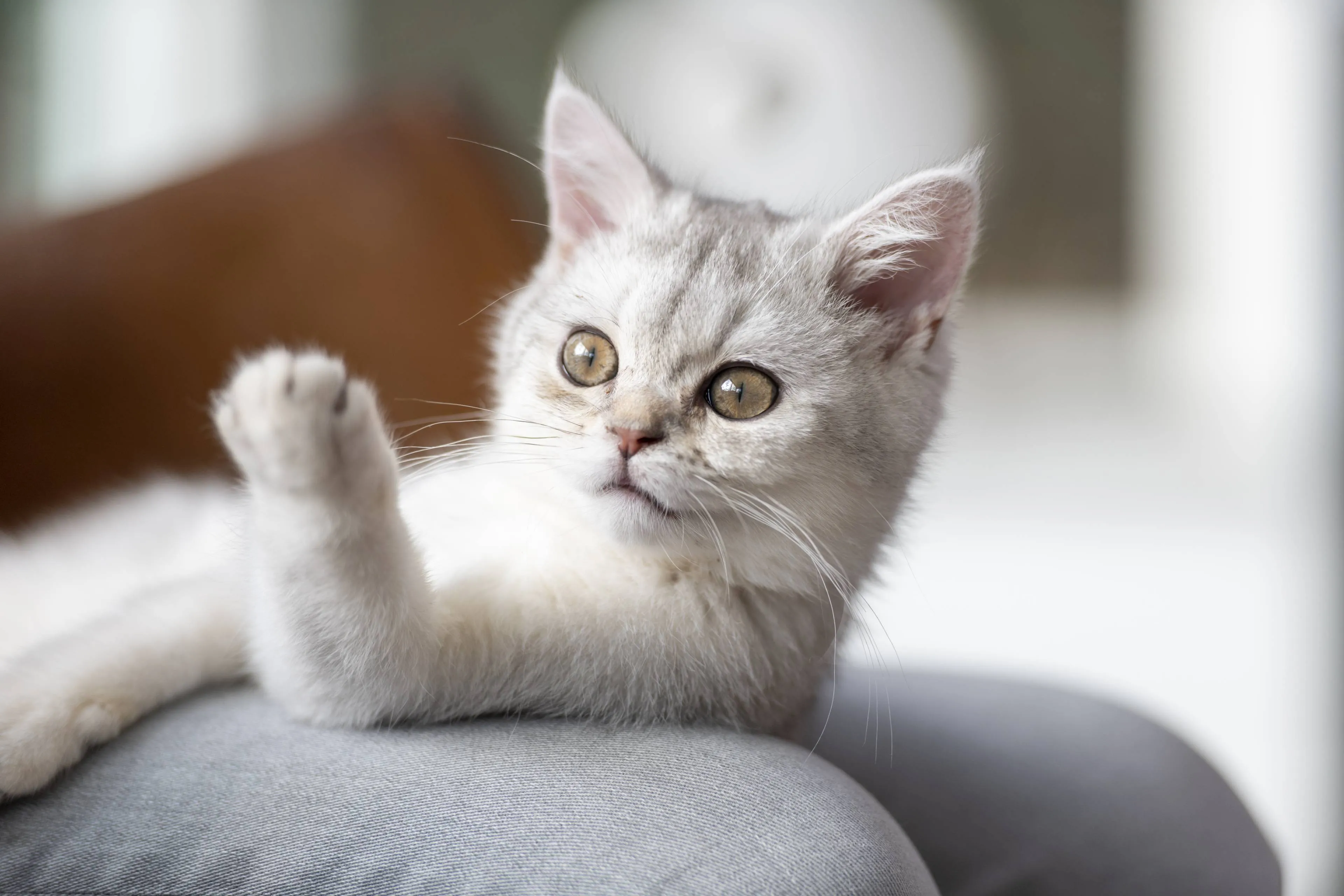 Zes mentale lessen die we van katten kunnen leren