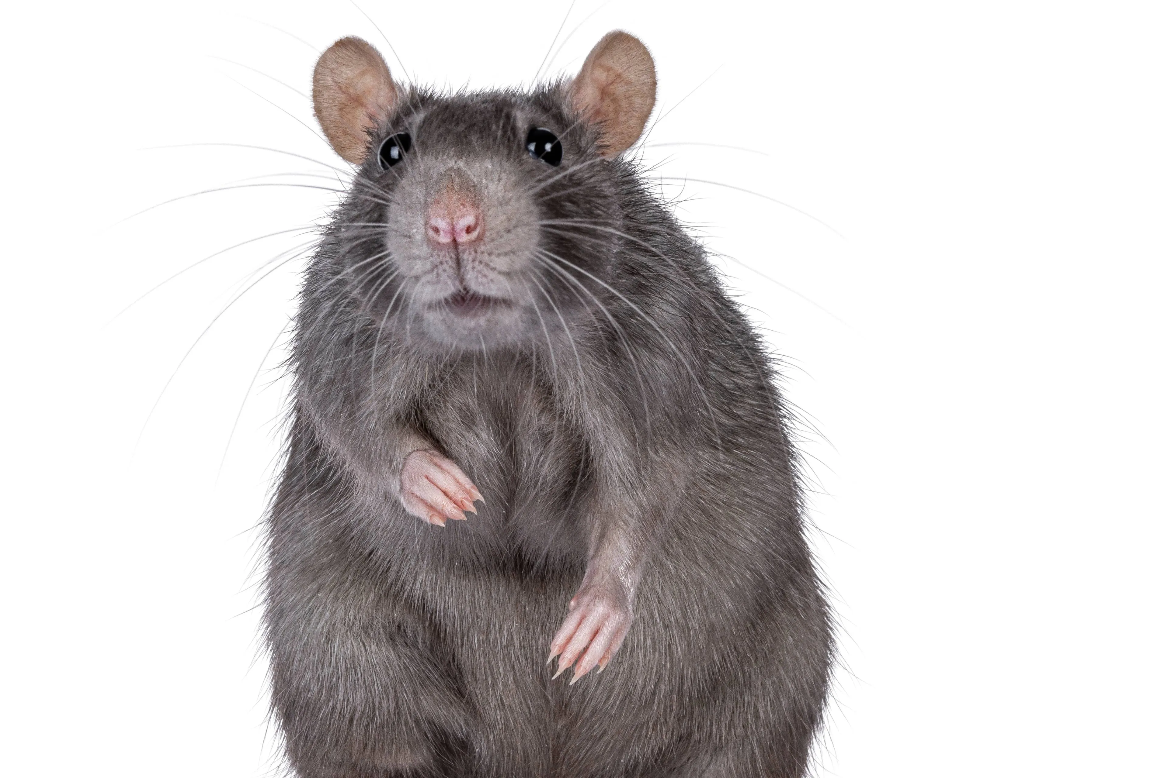 shutterstock_2515952667