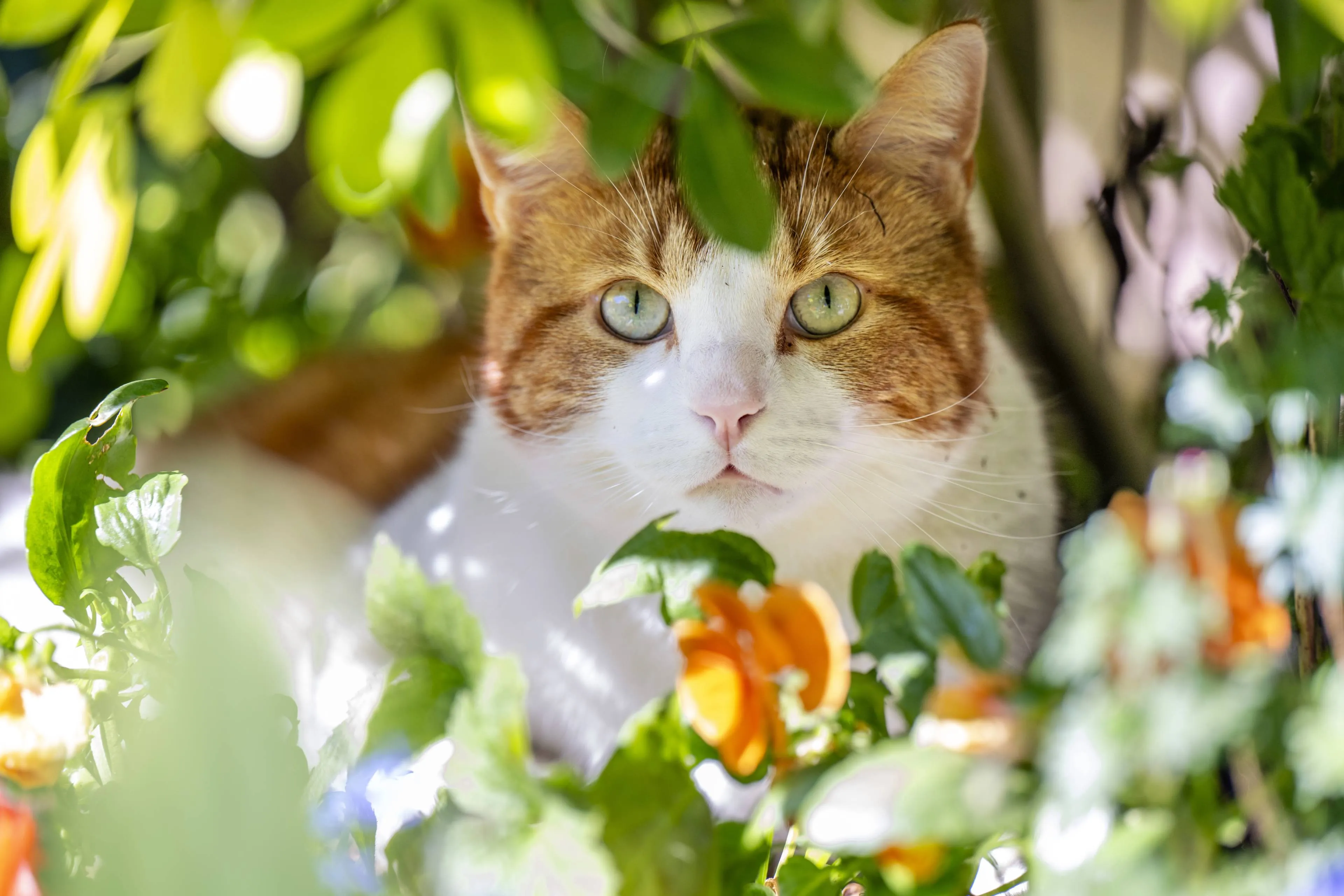 Buurtkatten in je tuin? Met deze 7 tips houd je ze vriendelijk op afstand