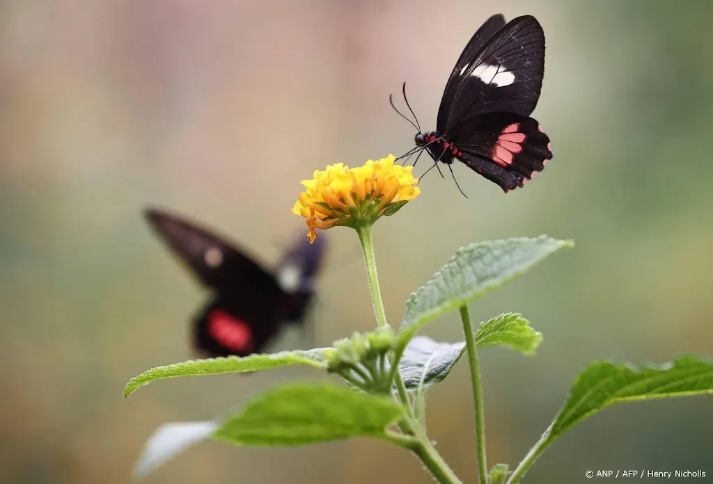 Bijen en vlinders in Europa in toenemende mate bedreigd