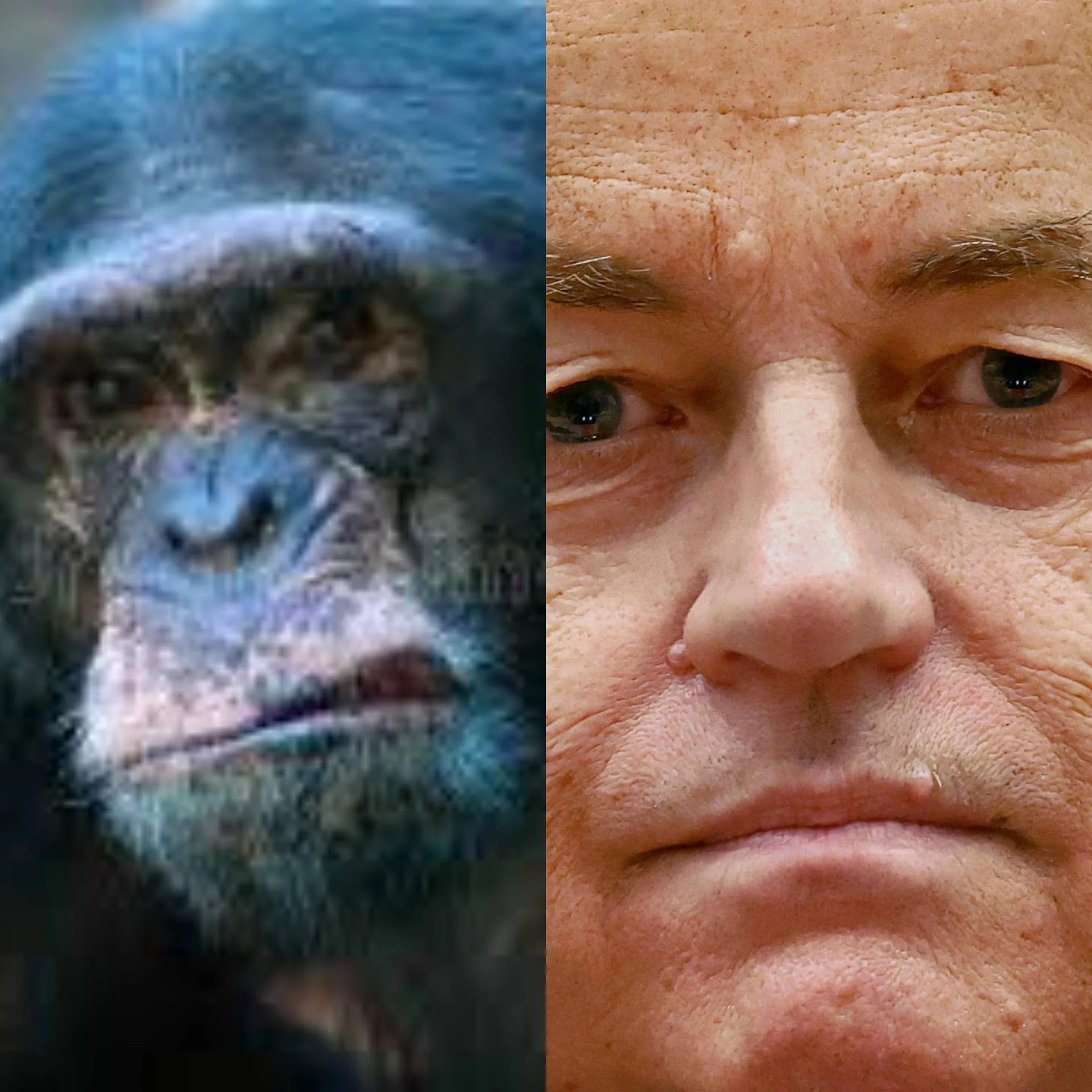 Jane Goodall, boze apen, Geert Wilders, De Toqueville en vreemdelingen