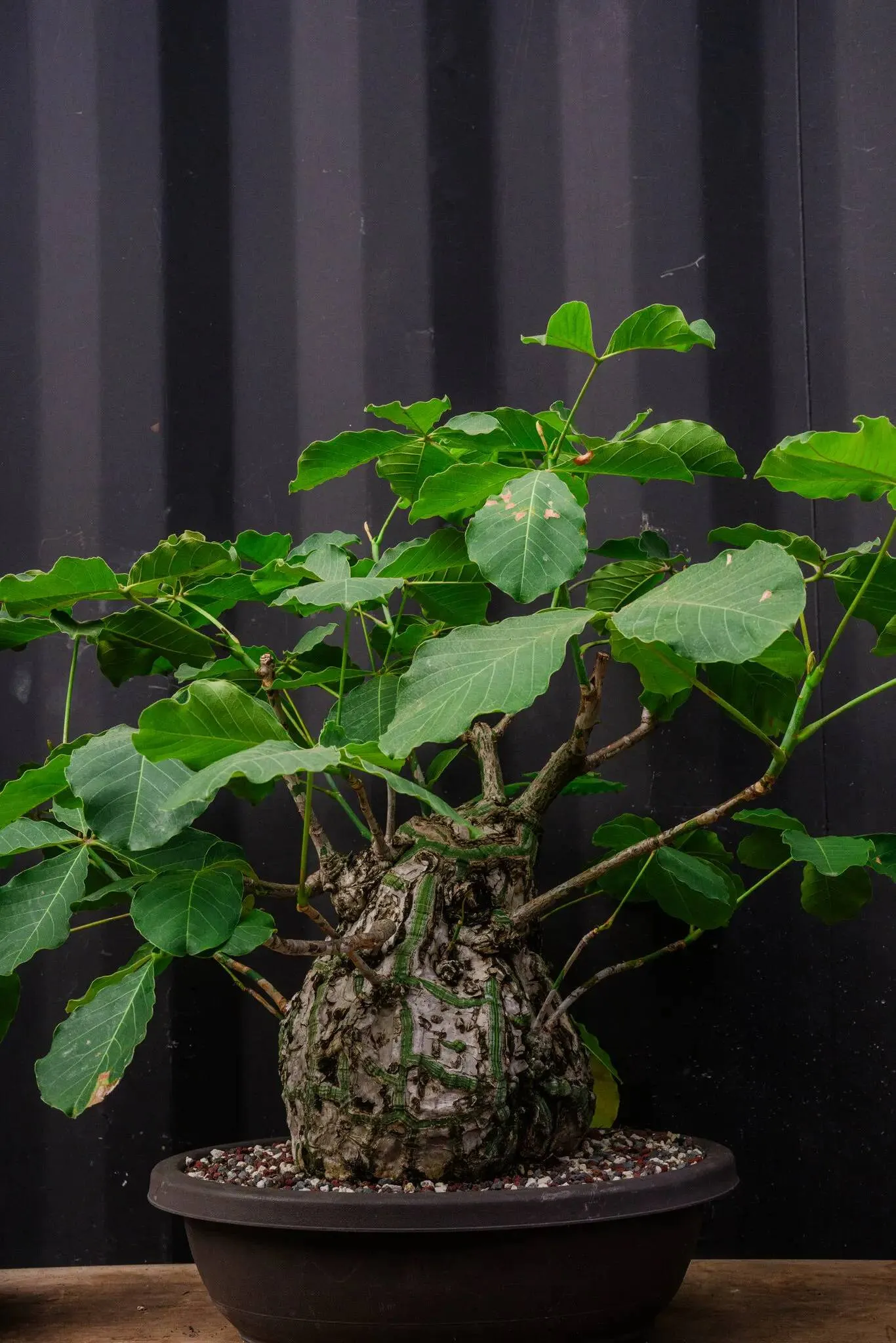 19re-garden-houseplants-04-bmhv-superJumbo