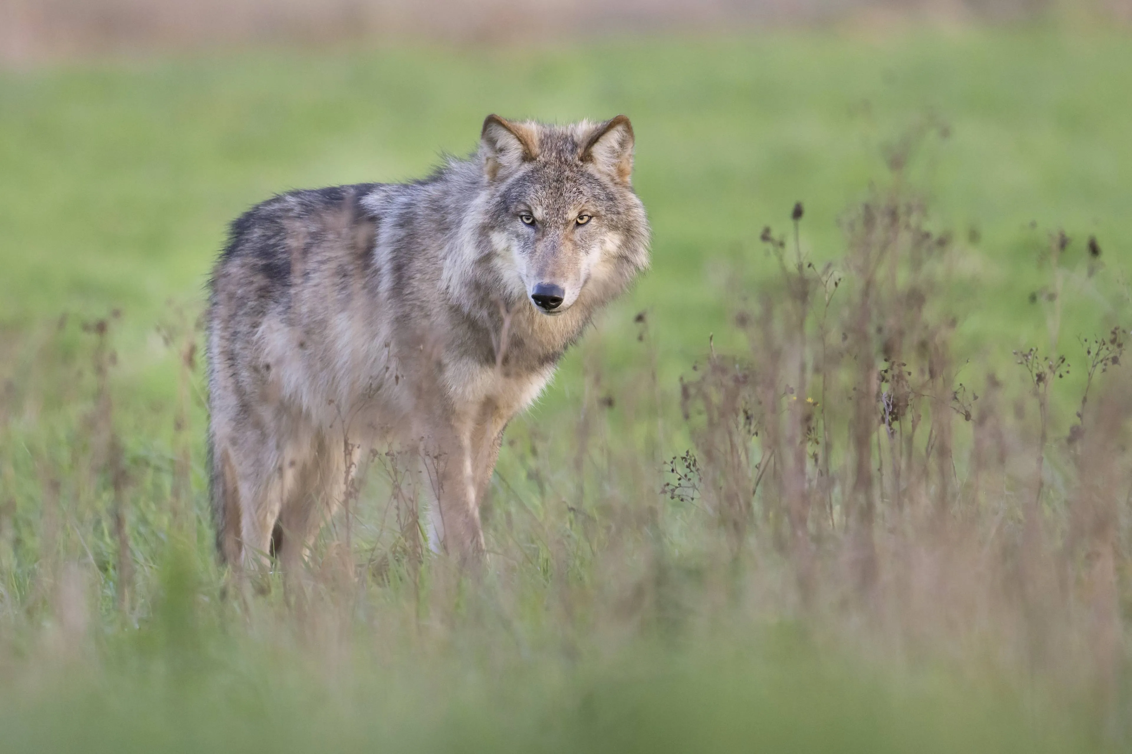 Beelden: wolf gespot bij school, kinderen moeten binnenblijven