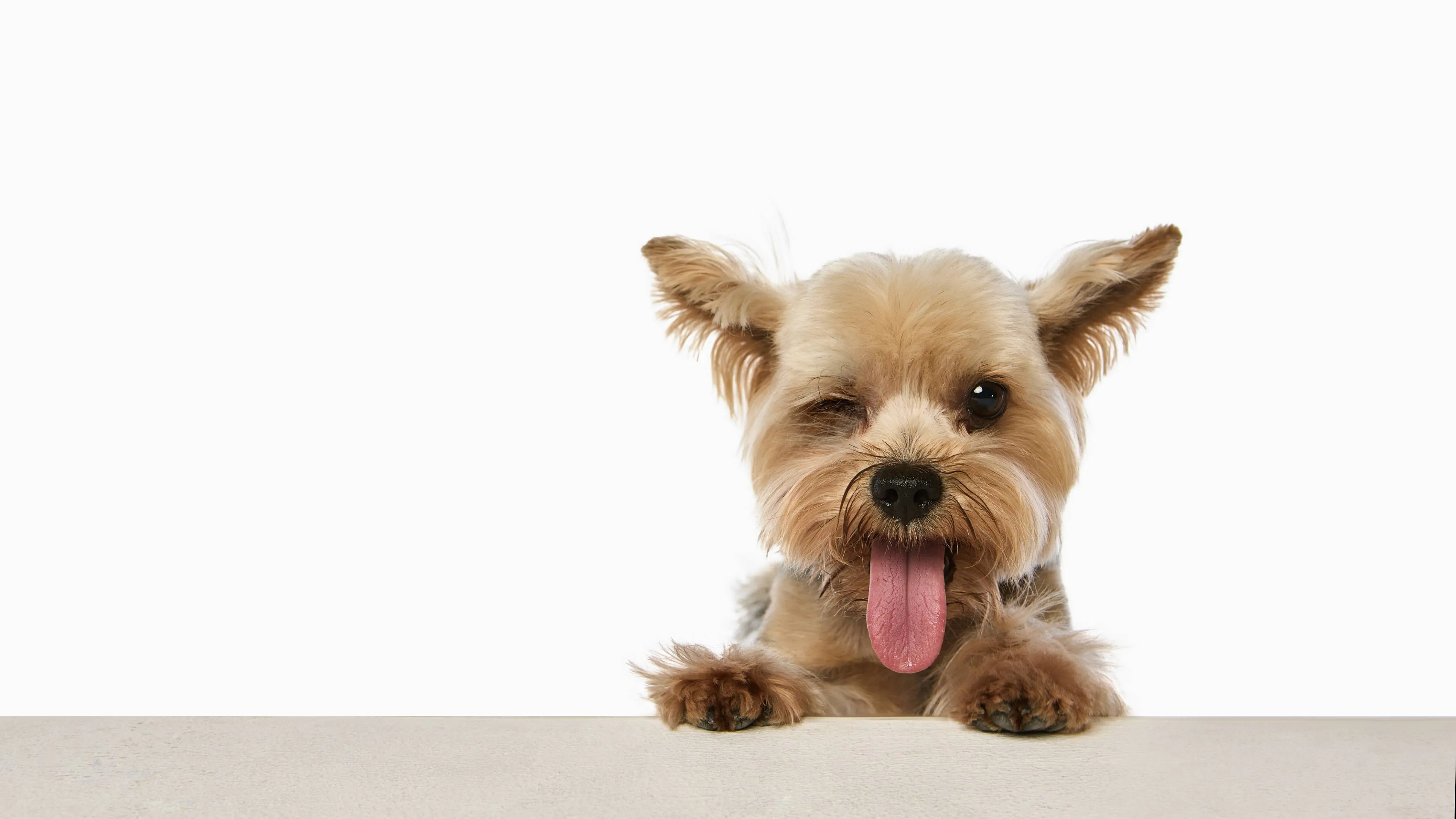 shutterstock_2672710717