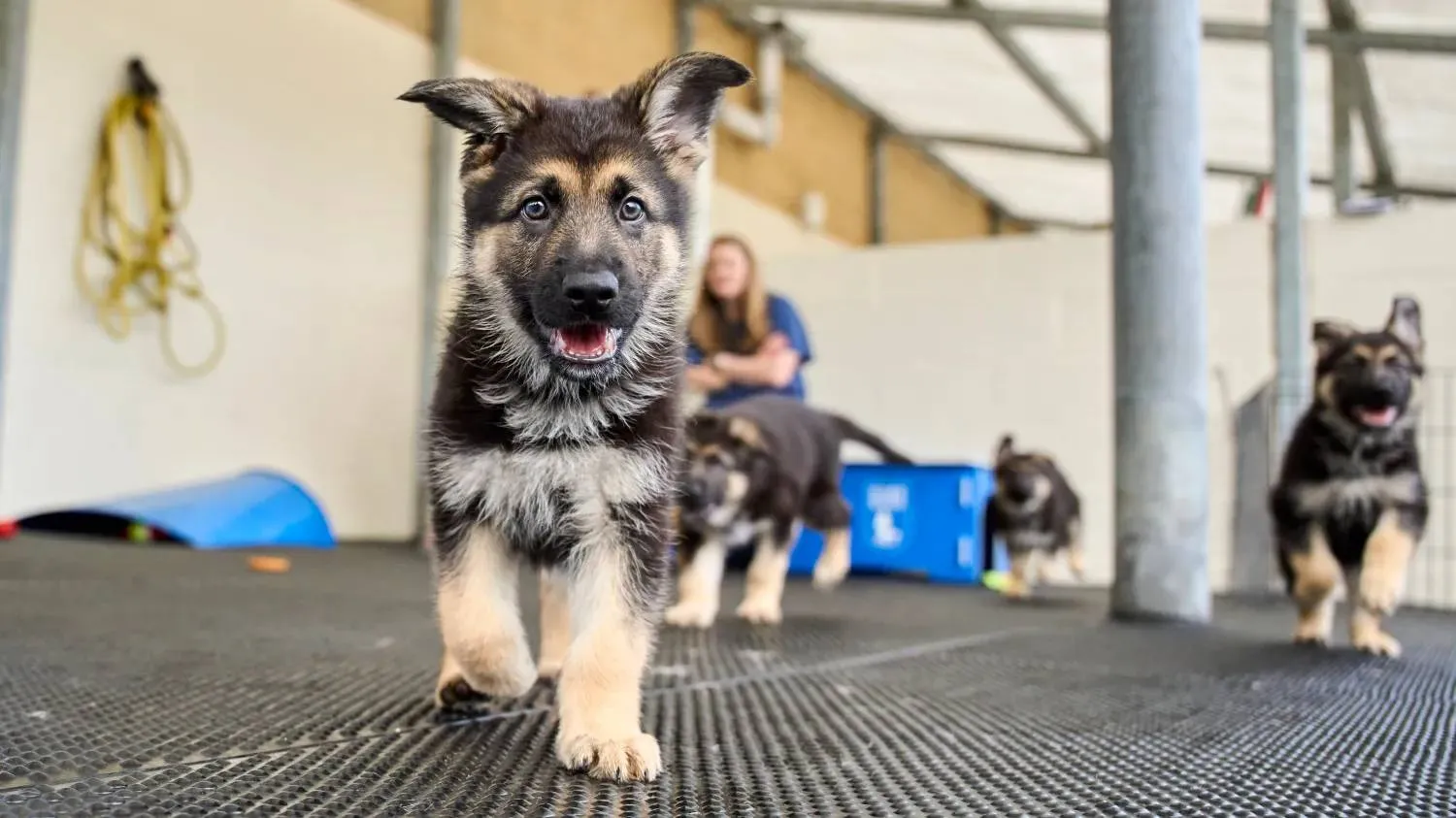 Is je hond zo geboren of heb jij hem zo gemaakt?