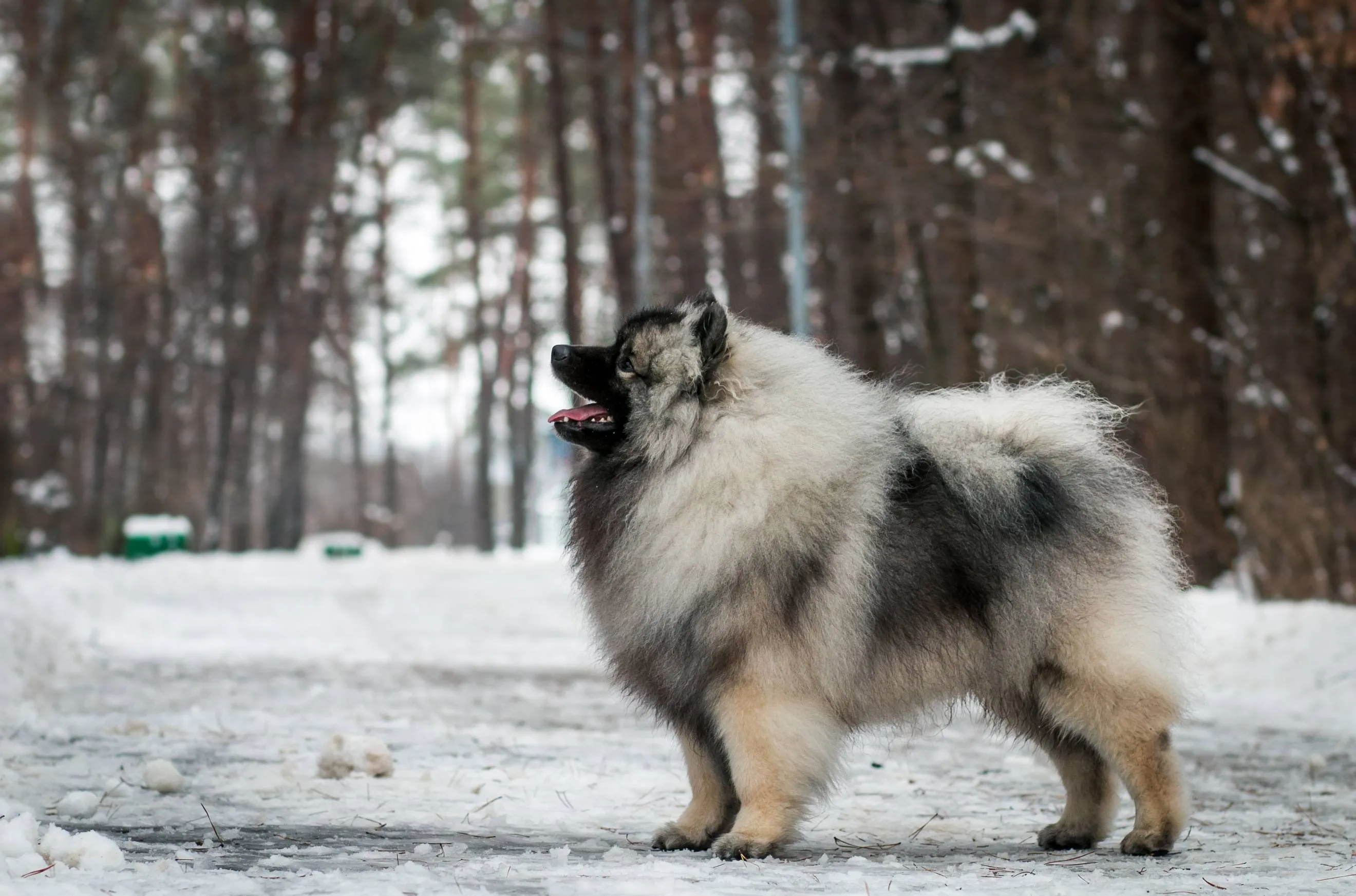 shutterstock_1274520526