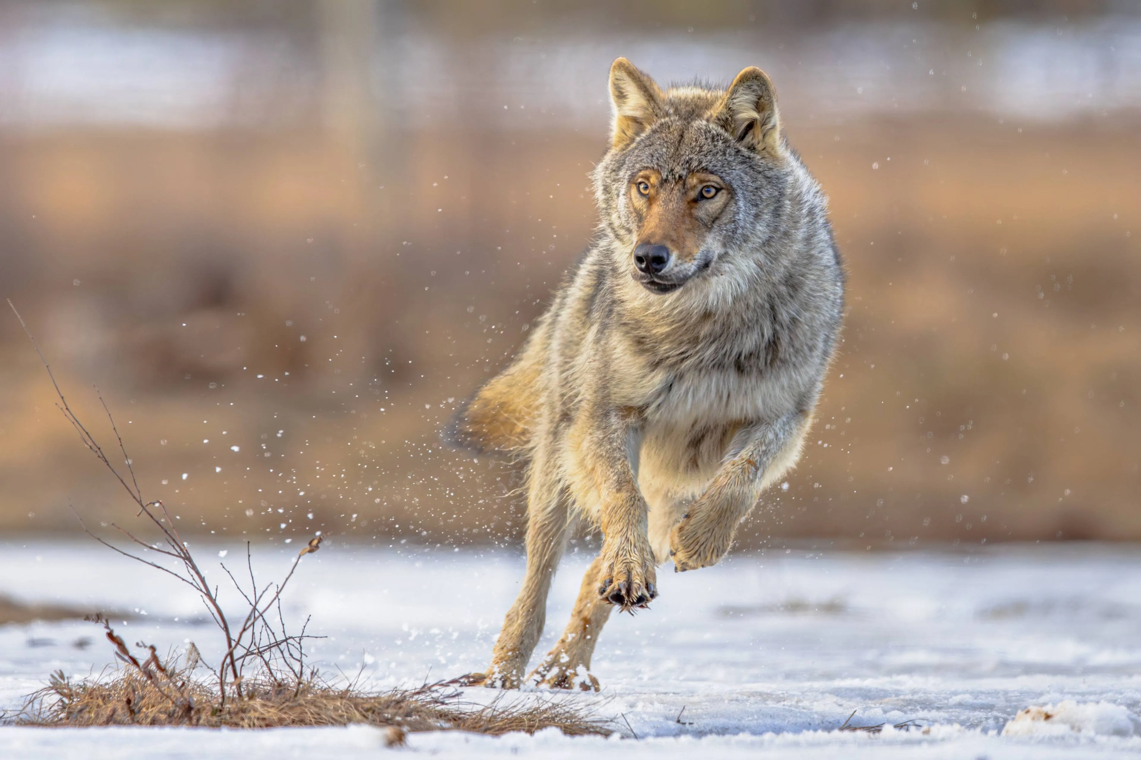 shutterstock_2631922019