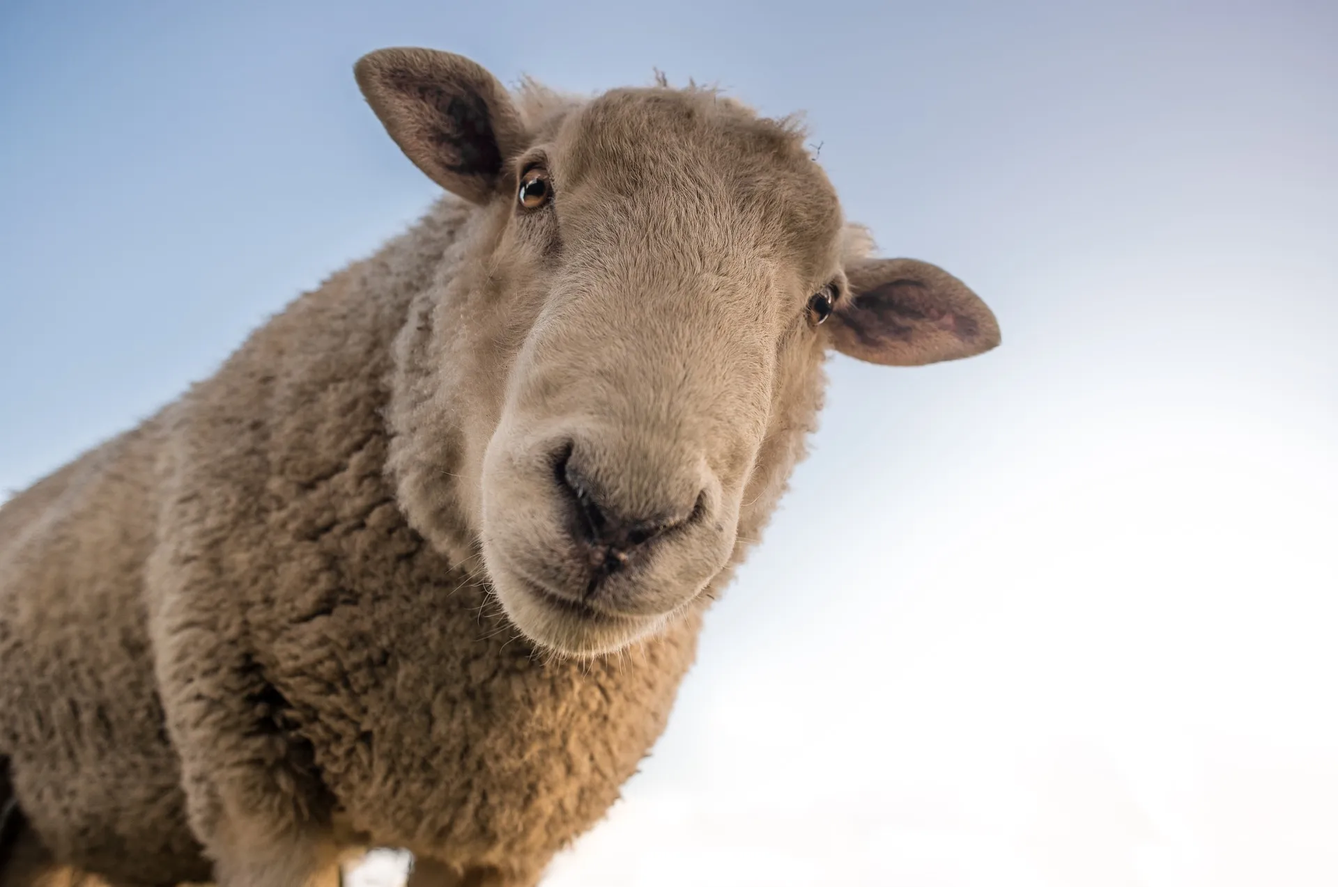 sheep g908b2d791 1920
