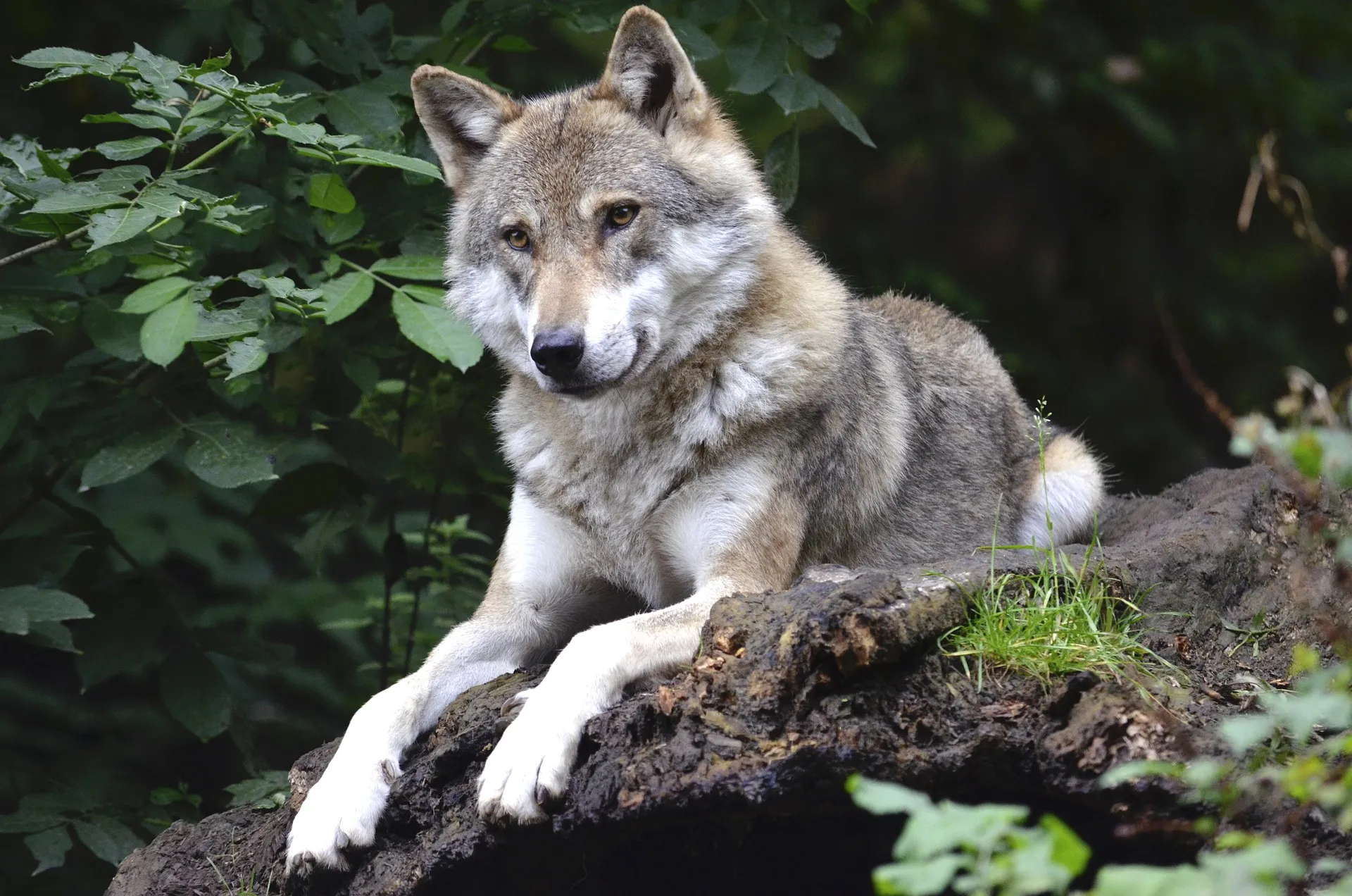 wolf g2770d3dc9 1920