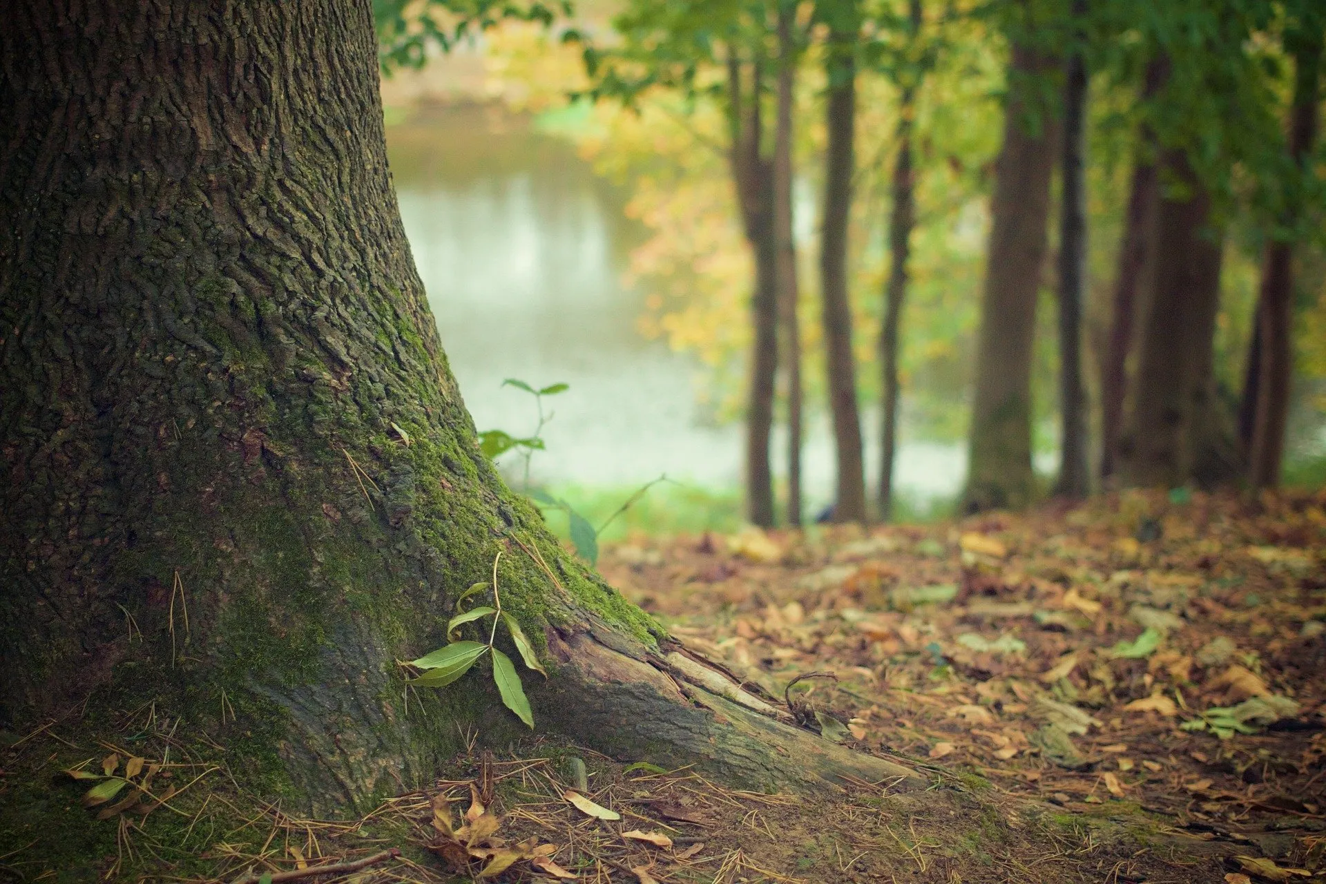 tree g1afa6c276 1920