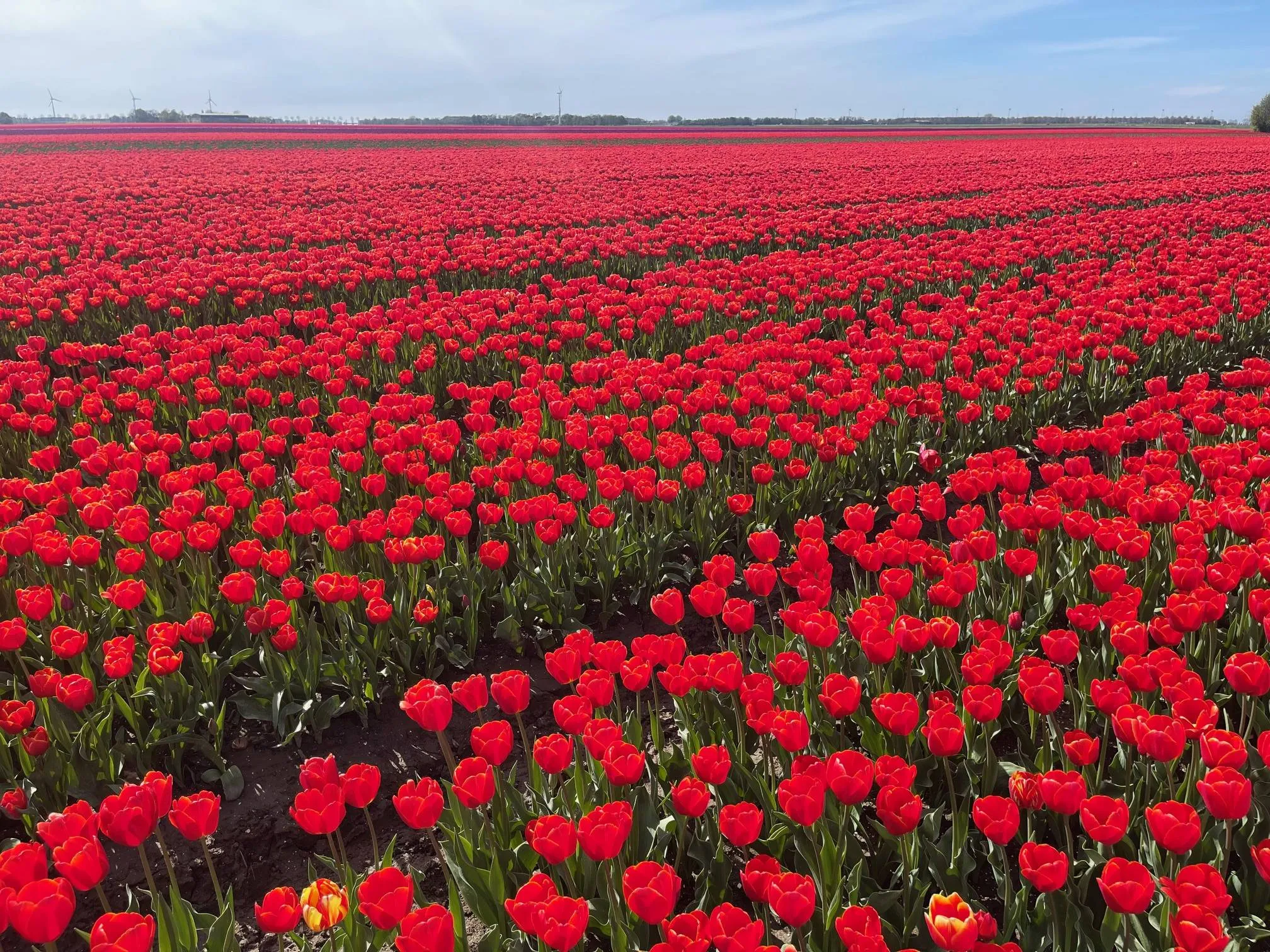 pn19042025 bollen nop