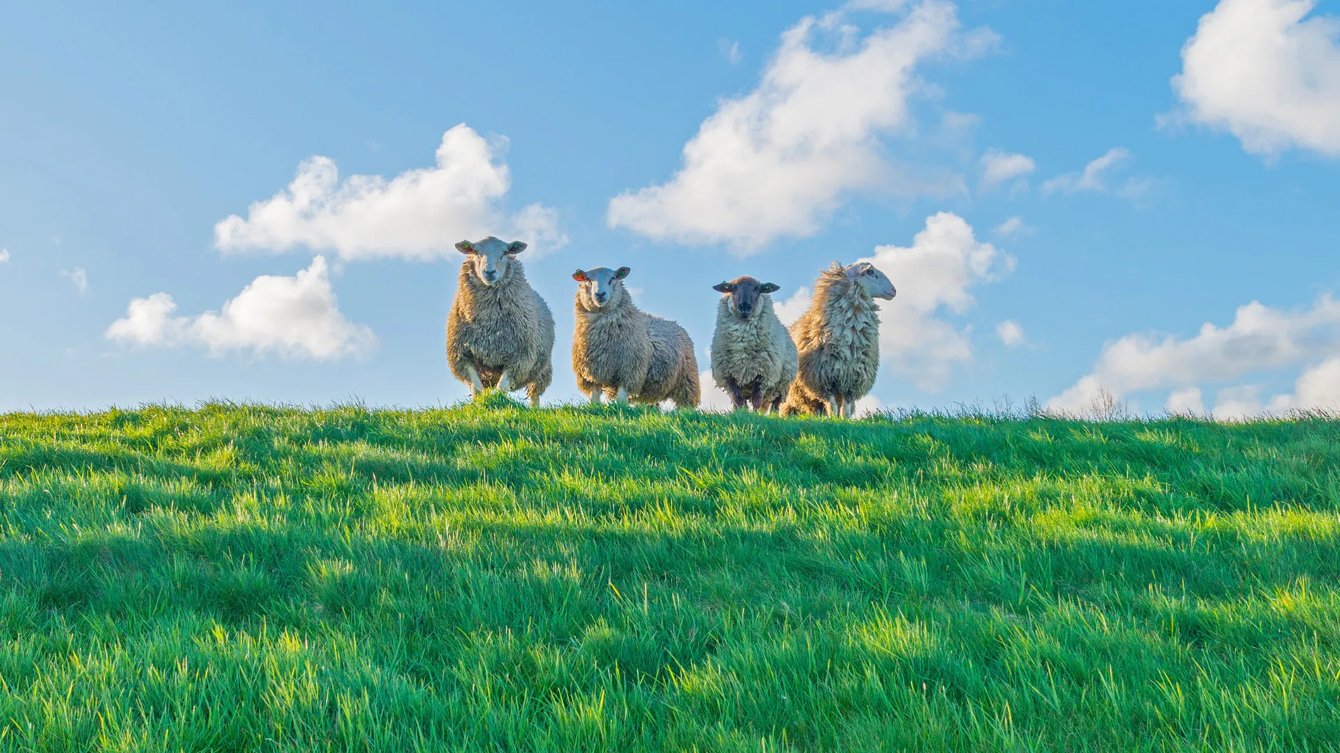 WDOD schaap_op_dijk_-_6